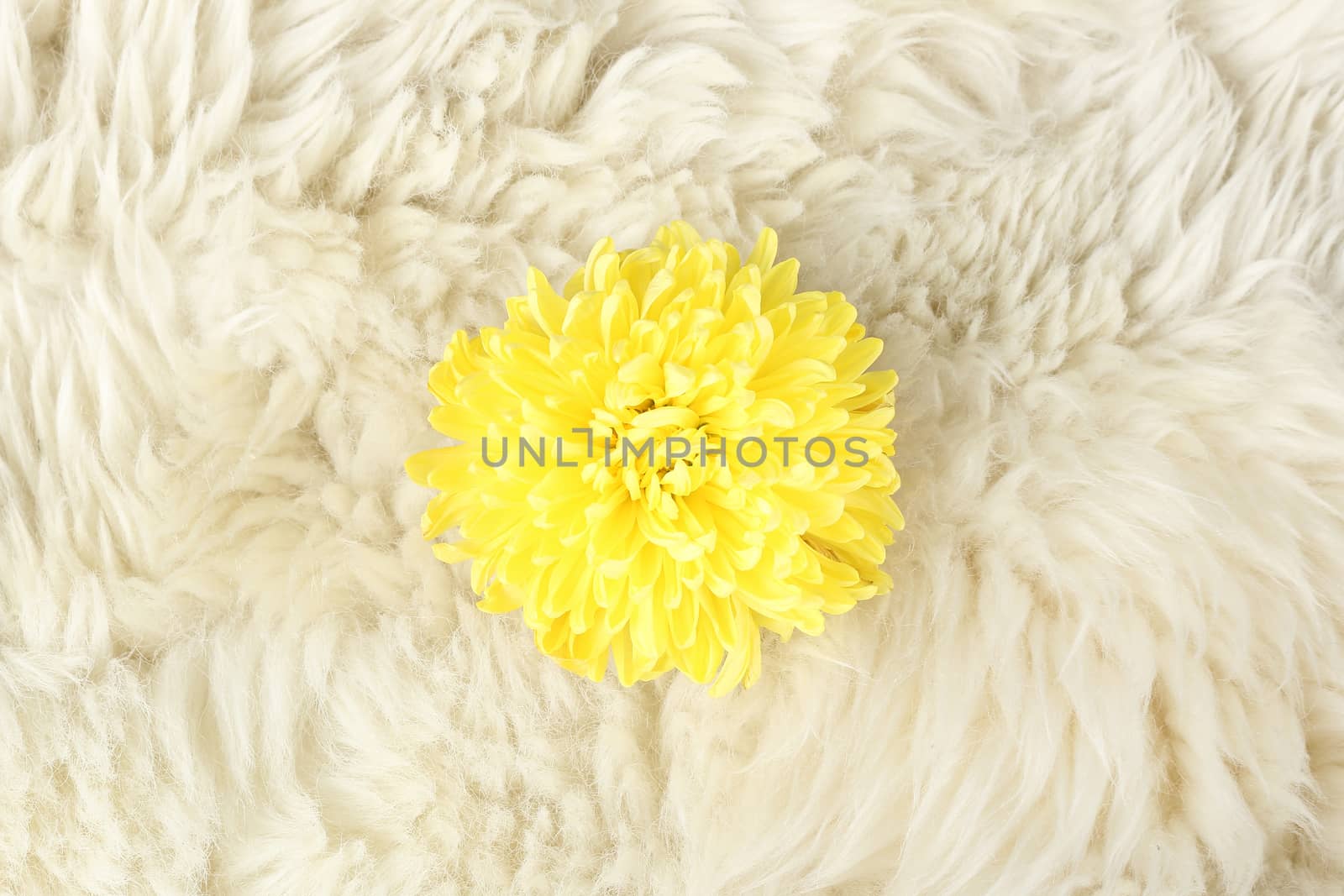 yellow chrysanthemum on fur , need carefully protection