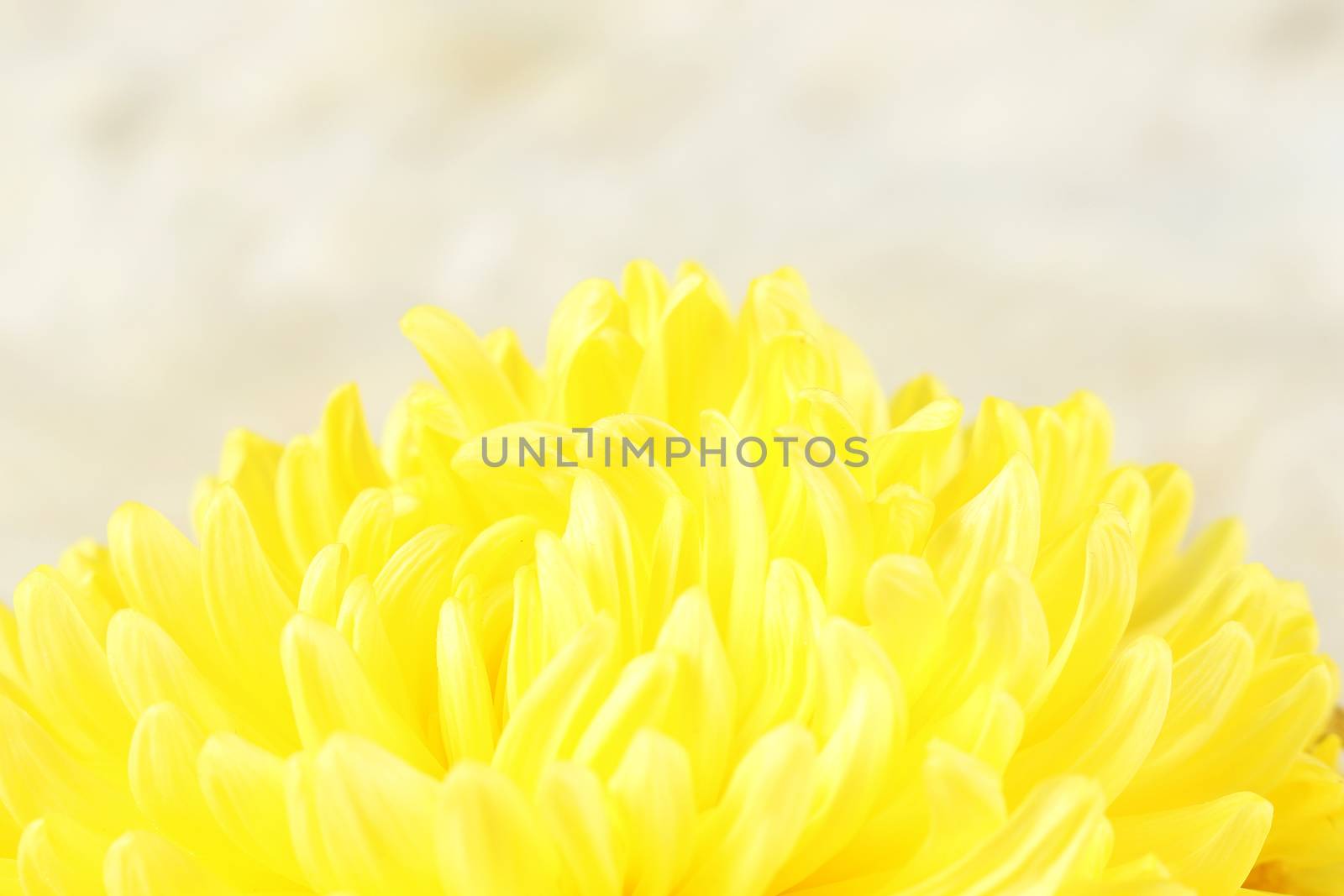 yellow chrysanthemum on blurry fur background