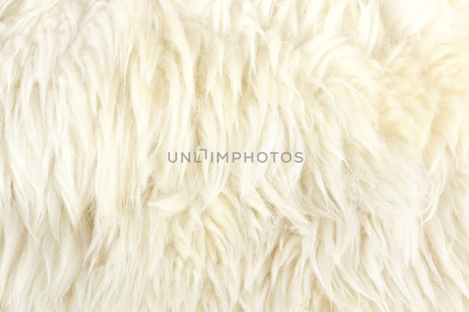 nice texture of white fur , use for background