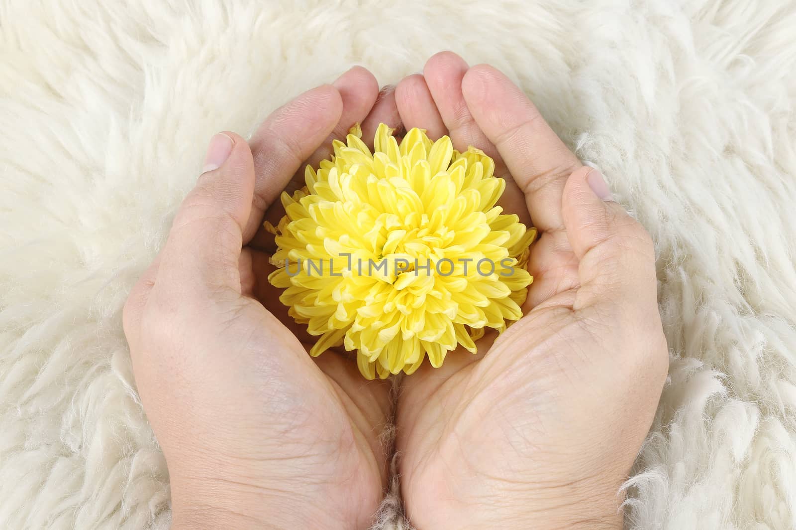 yellow chrysanthemum in hand on fur , need carefully protection