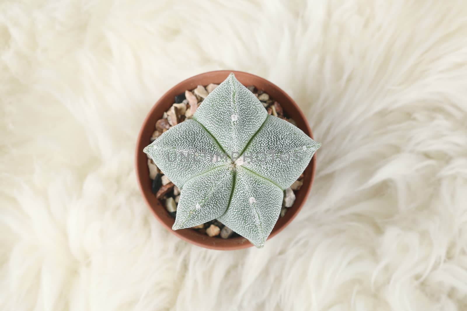 Cactus in pot on fur , need carefully protection