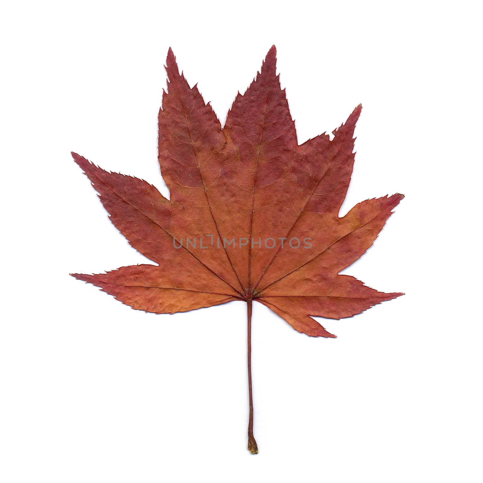 dry maple leaf isolated on white background