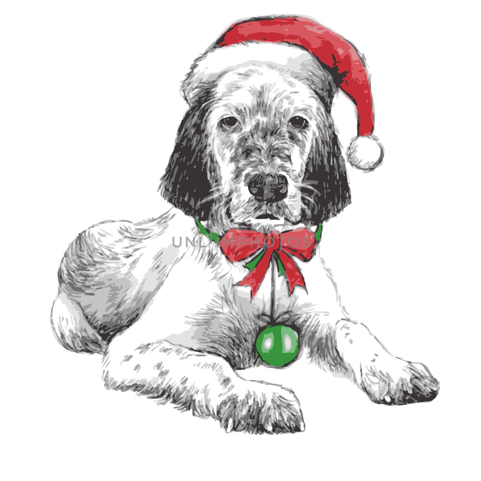 English setter with christmas hat by simpleBE