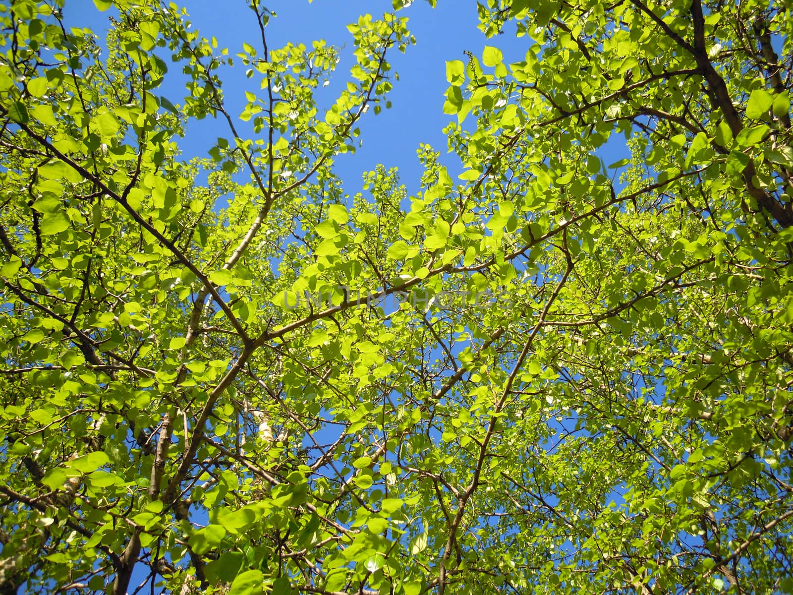 Green leaves of poplar spring Gatchina against the blue sky