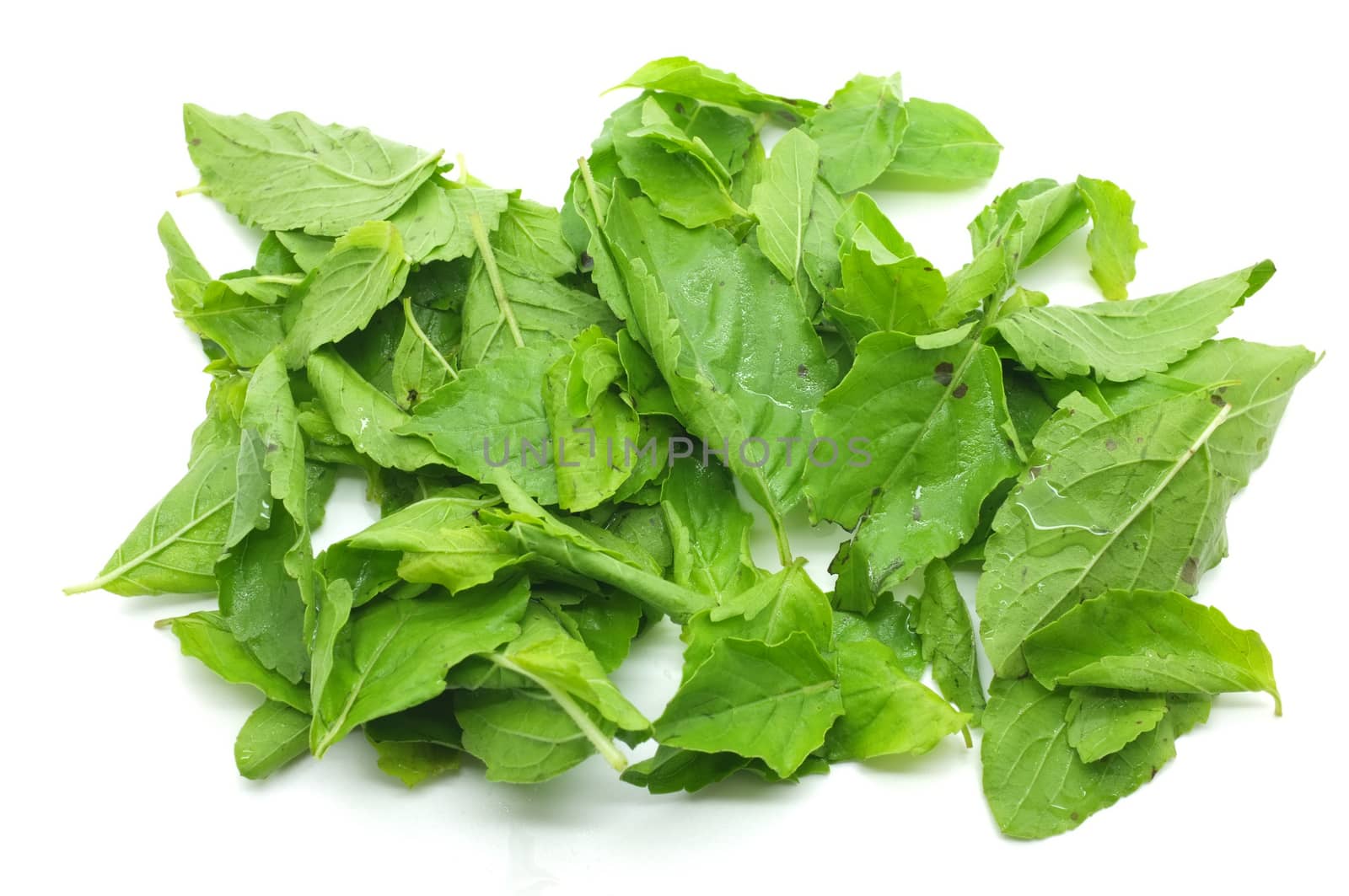Basil leaves