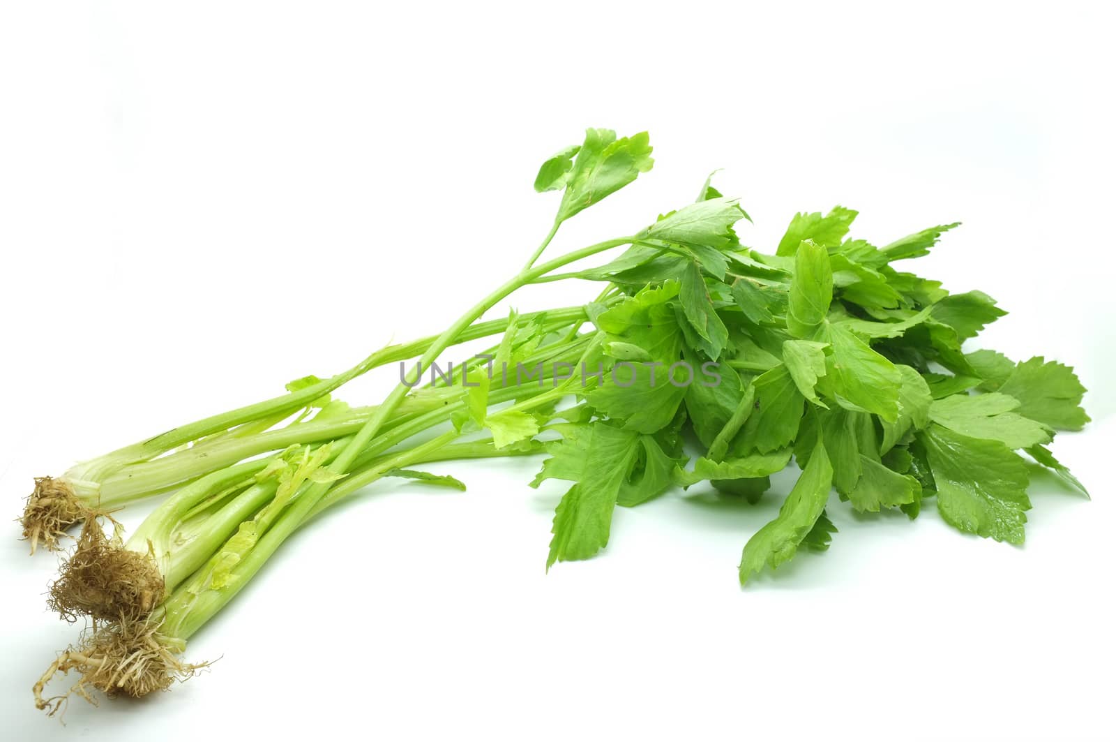 Fresh green celery