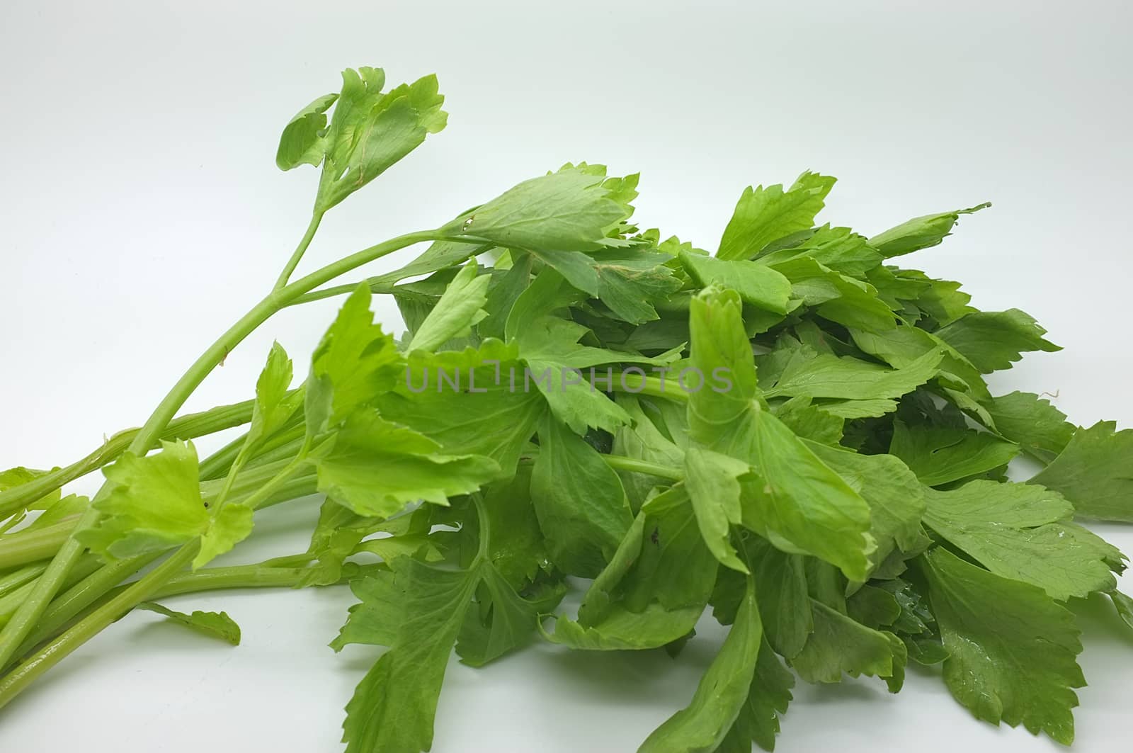 Fresh green celery