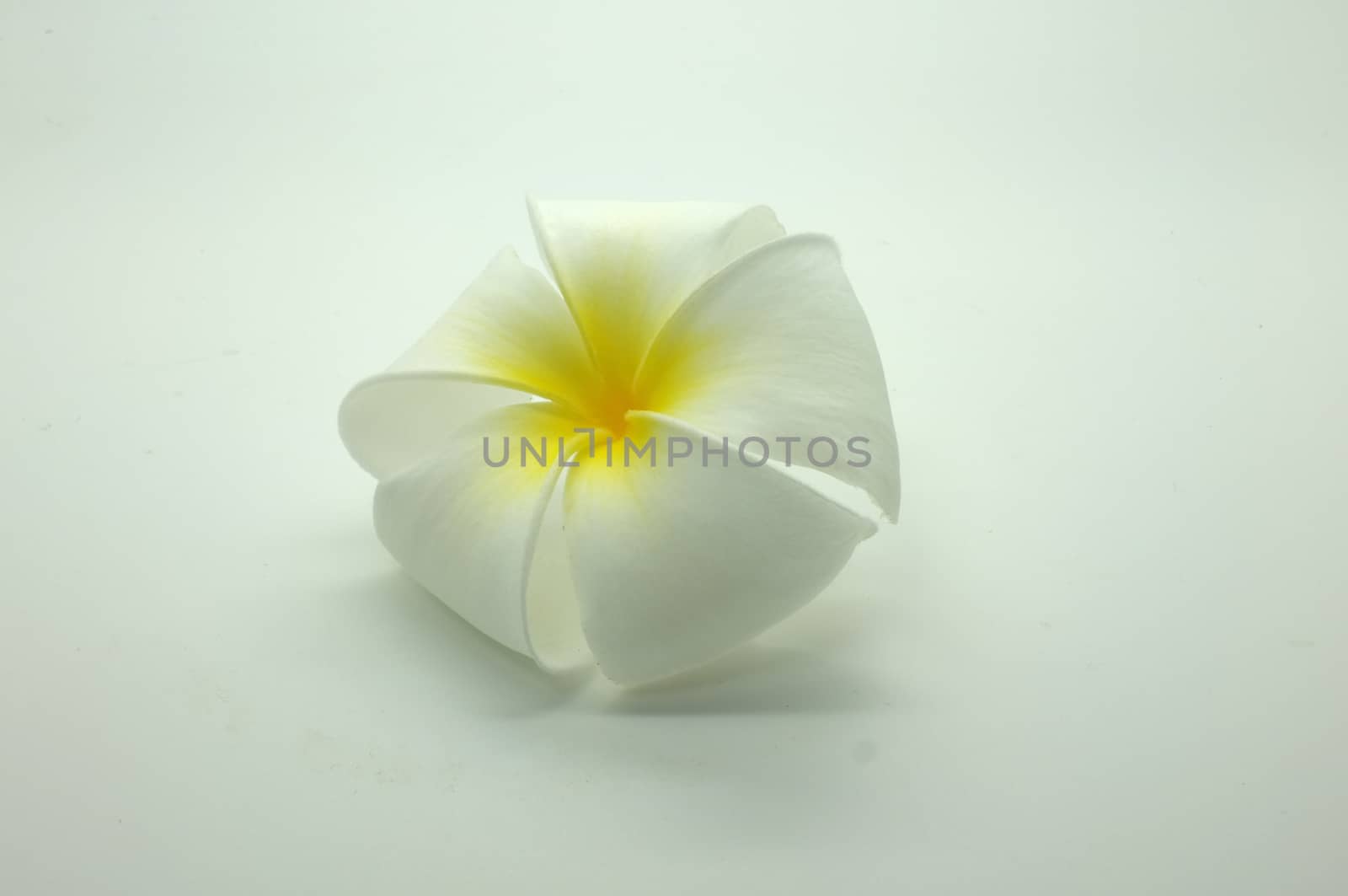 White and yellow Plumeria on white by Hepjam