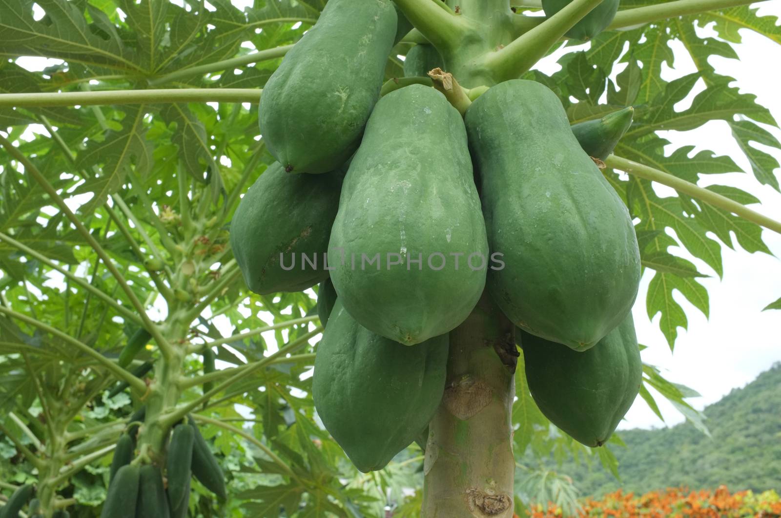 Fresh green papaya in farm