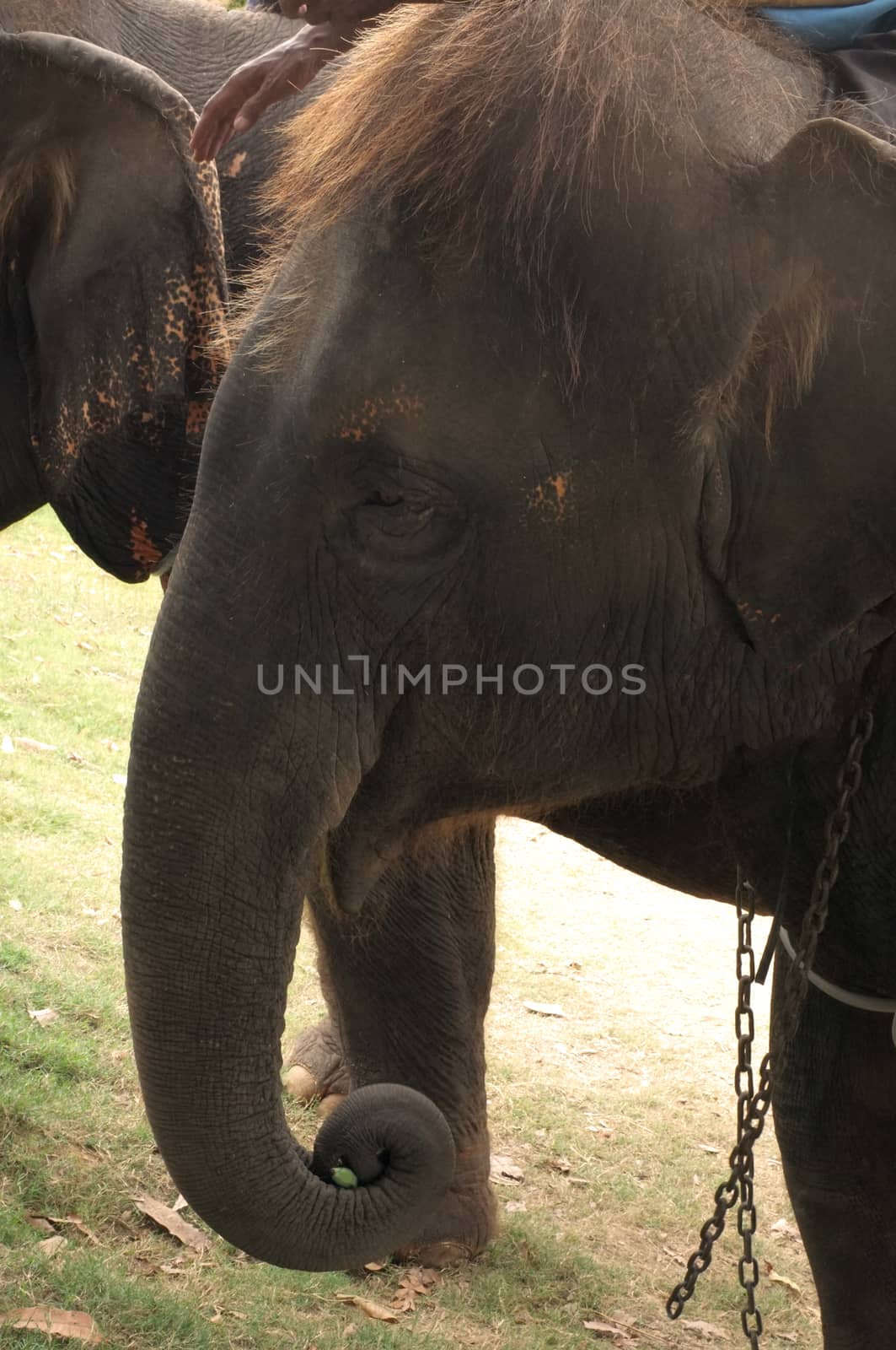 Head of thai elephant