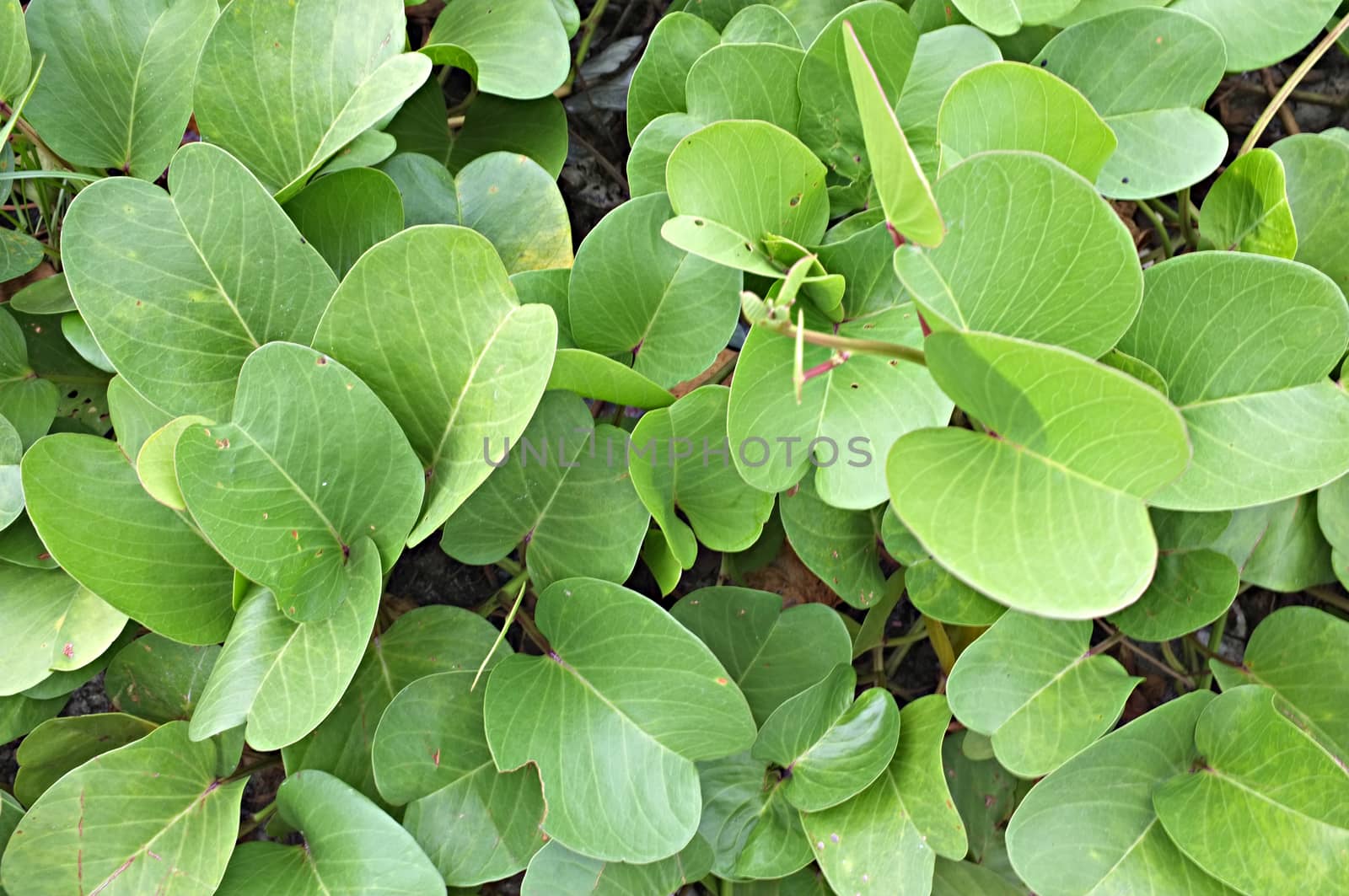 Goat's Foot Creeper, Beach Morning Glory on sea beach