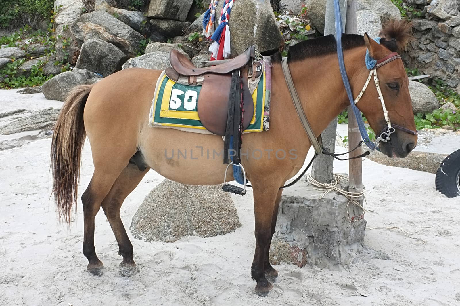 Brown horse on beach for tourists recreation