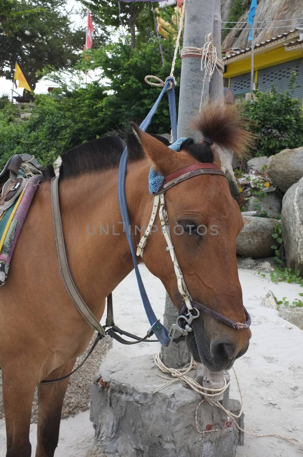 Brown horse on beach for tourists recreation