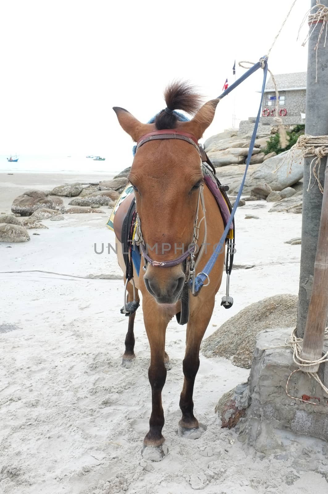 Brown horse on beach for tourists recreation