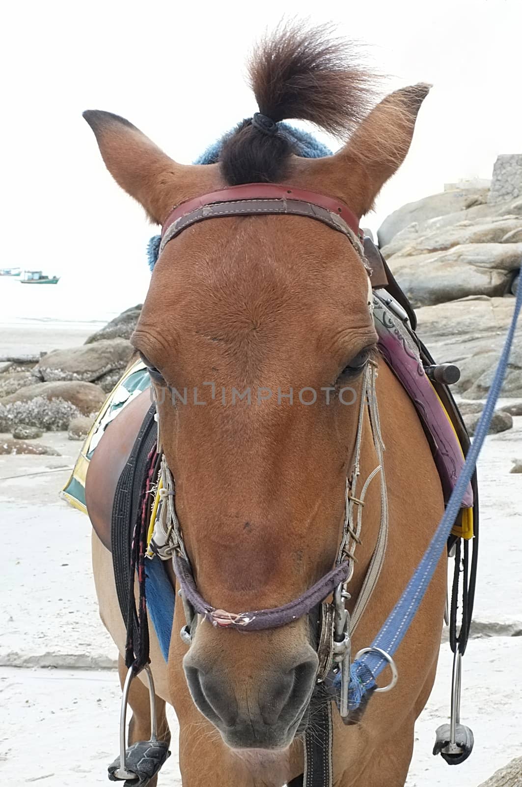 Brown horse on beach for tourists recreation