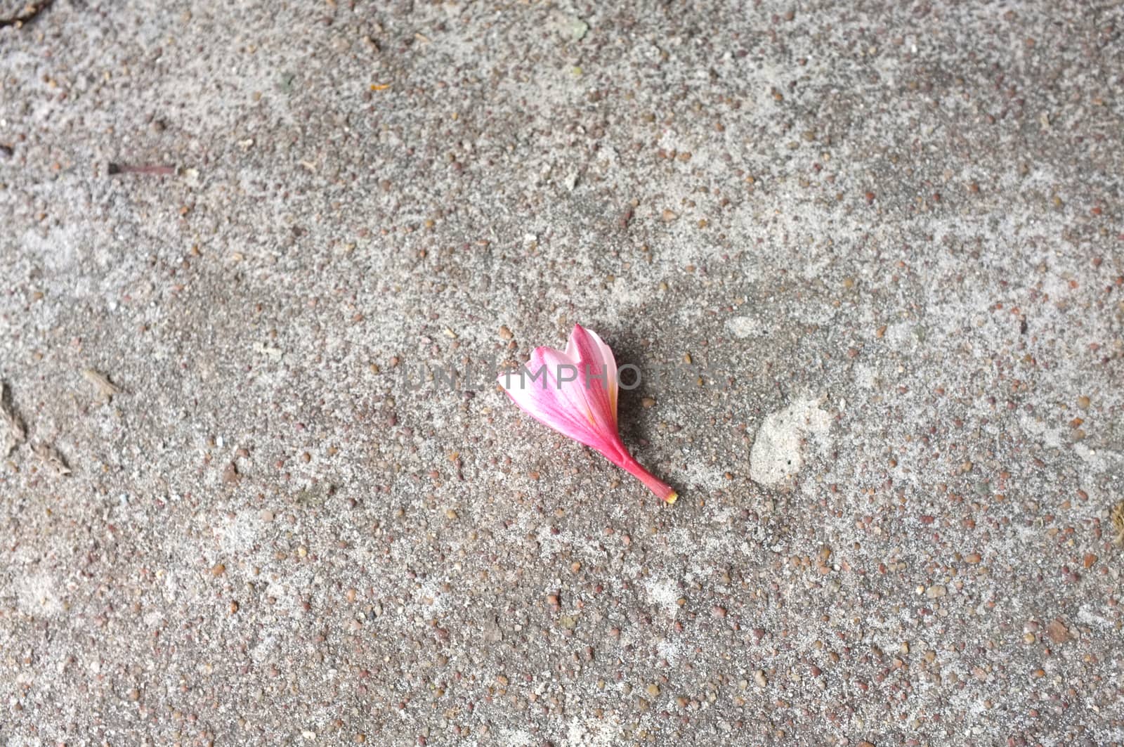 White and pink Plumeria on concrete