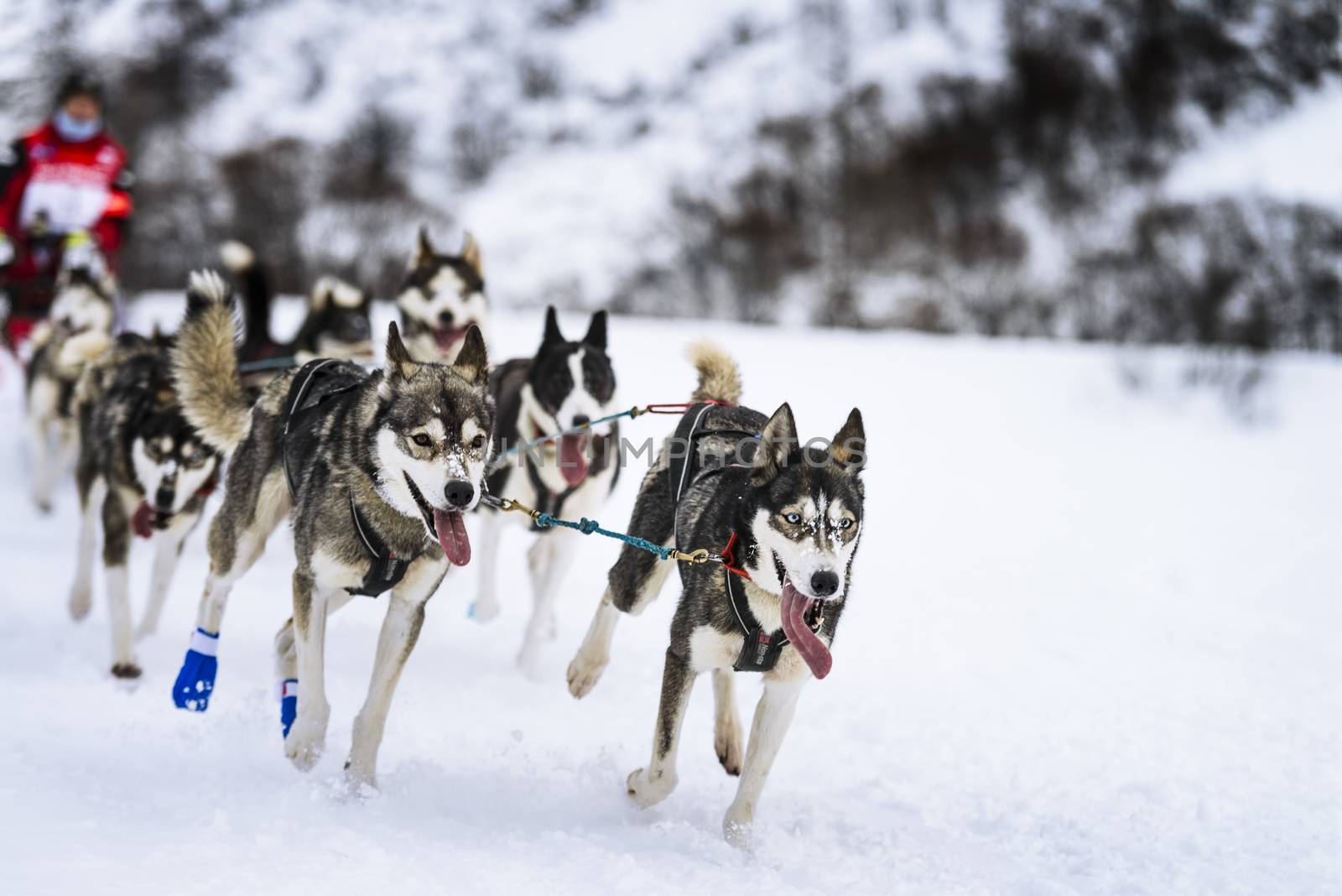 musher dogteam driver and Siberian husky at snow winter competition race in forest