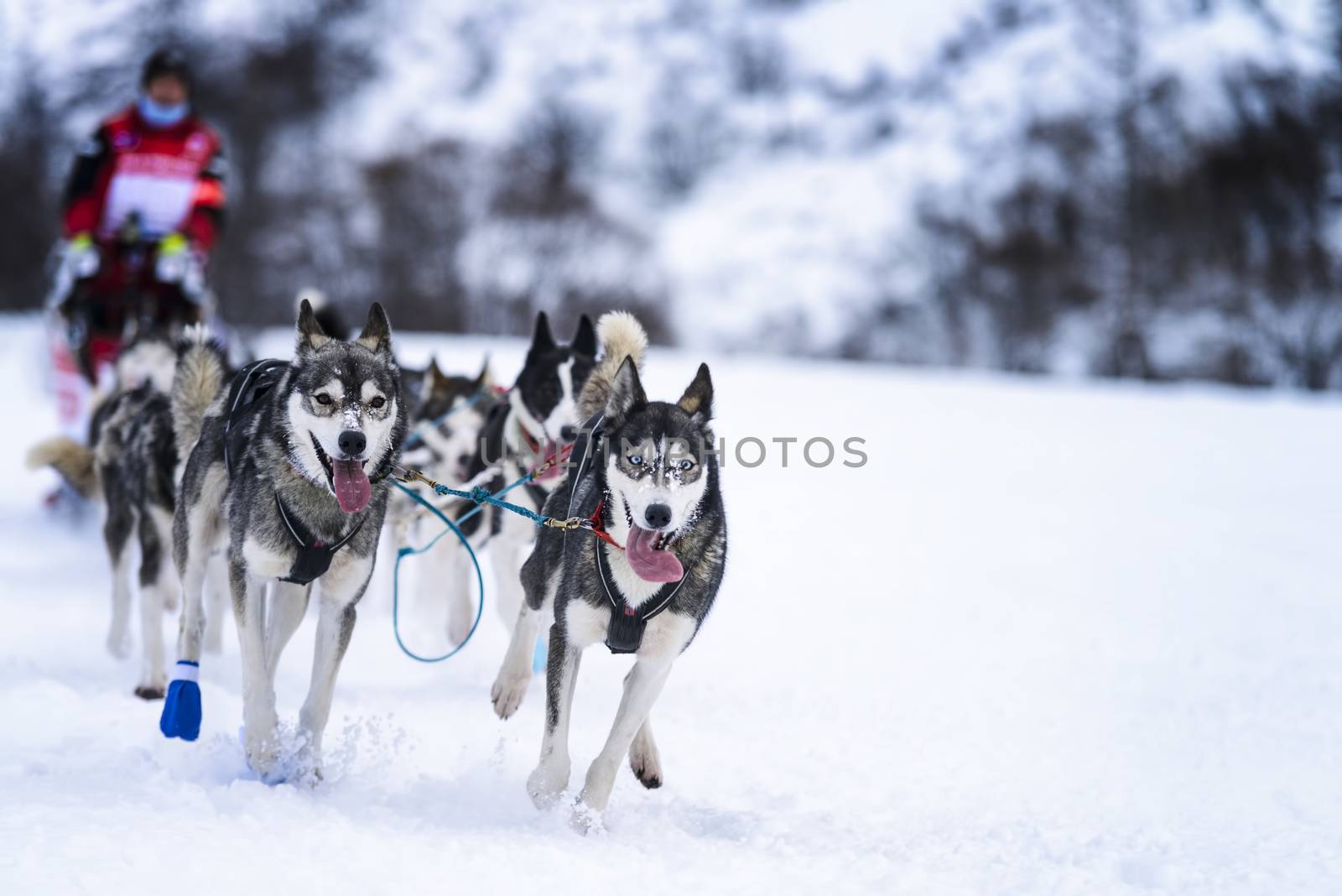 Sledge dogs in speed racing by ventdusud