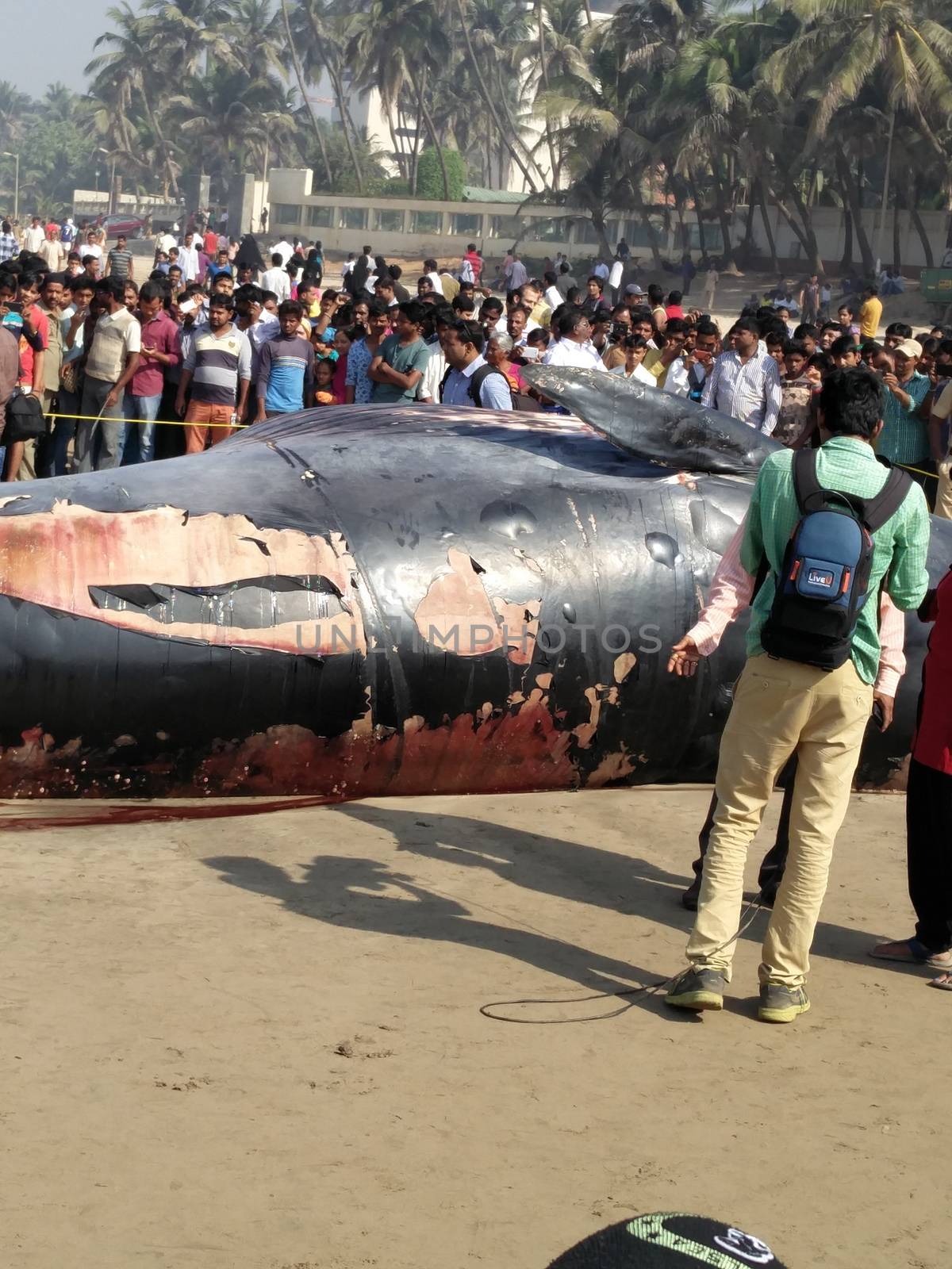 INDIA,Mumbai: Onlookers gather around a dead Bryde's Whale reportedly 35 ft long beached on the famous Juhu beach in Mumbai, on January 29, 2016.