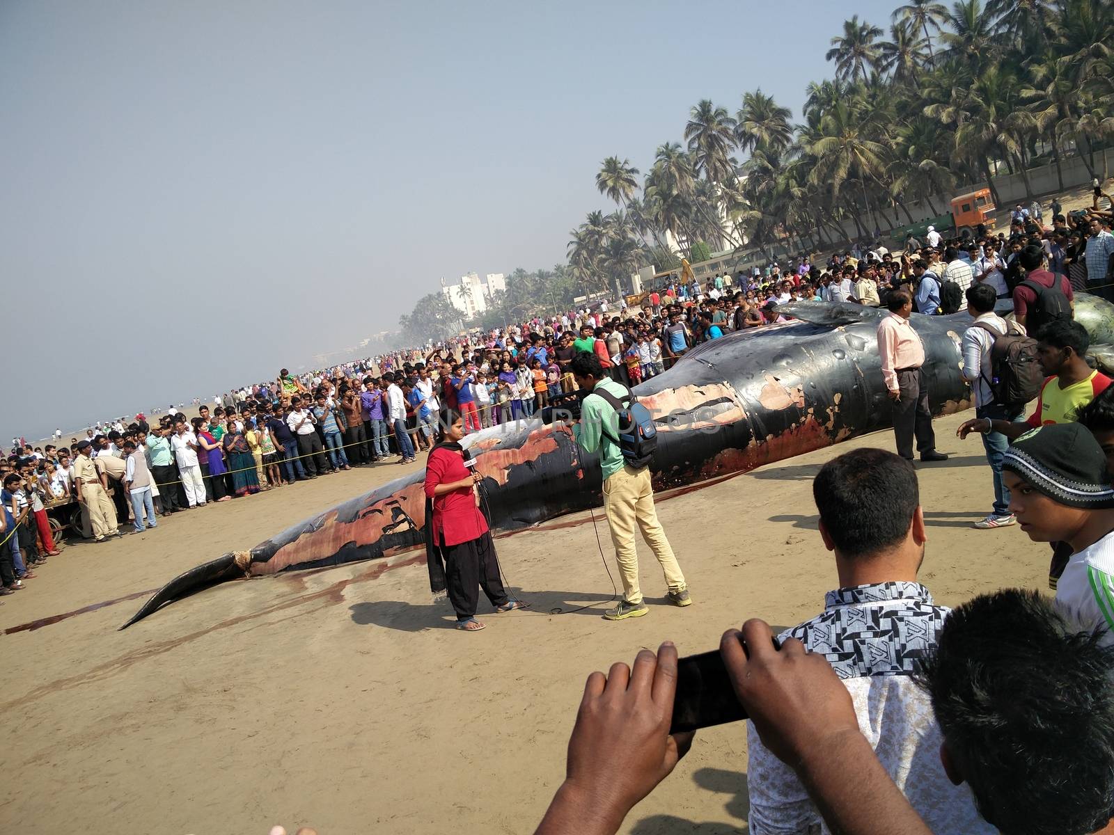 INDIA,Mumbai: Onlookers gather around a dead Bryde's Whale reportedly 35 ft long beached on the famous Juhu beach in Mumbai, on January 29, 2016.