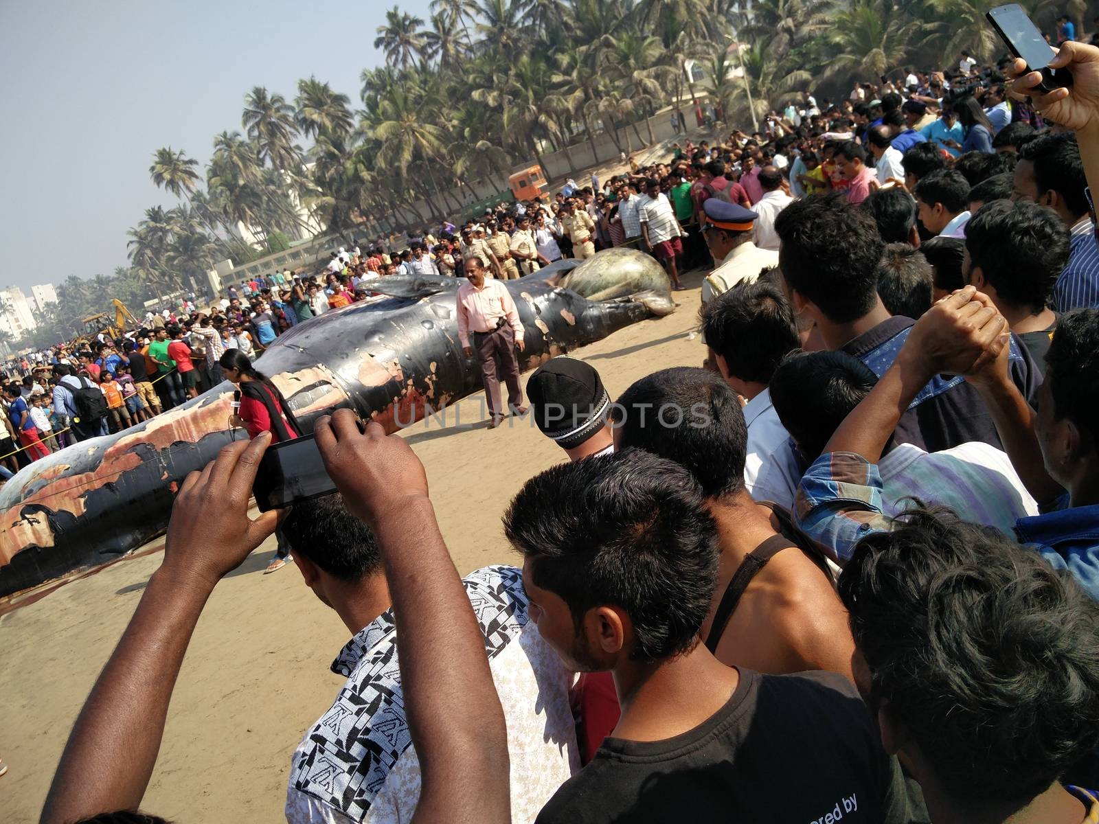 INDIA,Mumbai: Onlookers gather around a dead Bryde's Whale reportedly 35 ft long beached on the famous Juhu beach in Mumbai, on January 29, 2016.