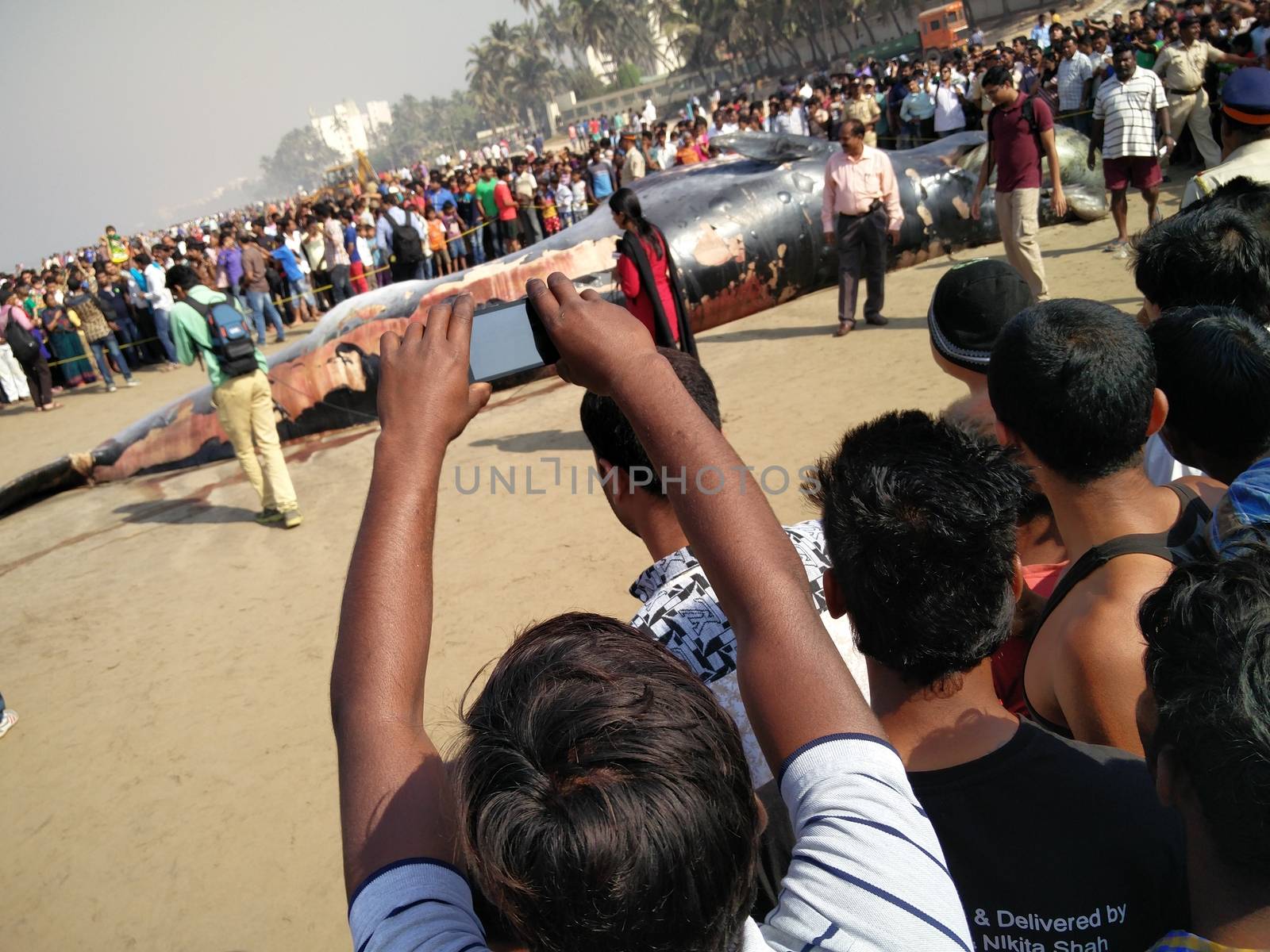 INDIA,Mumbai: Onlookers gather around a dead Bryde's Whale reportedly 35 ft long beached on the famous Juhu beach in Mumbai, on January 29, 2016.