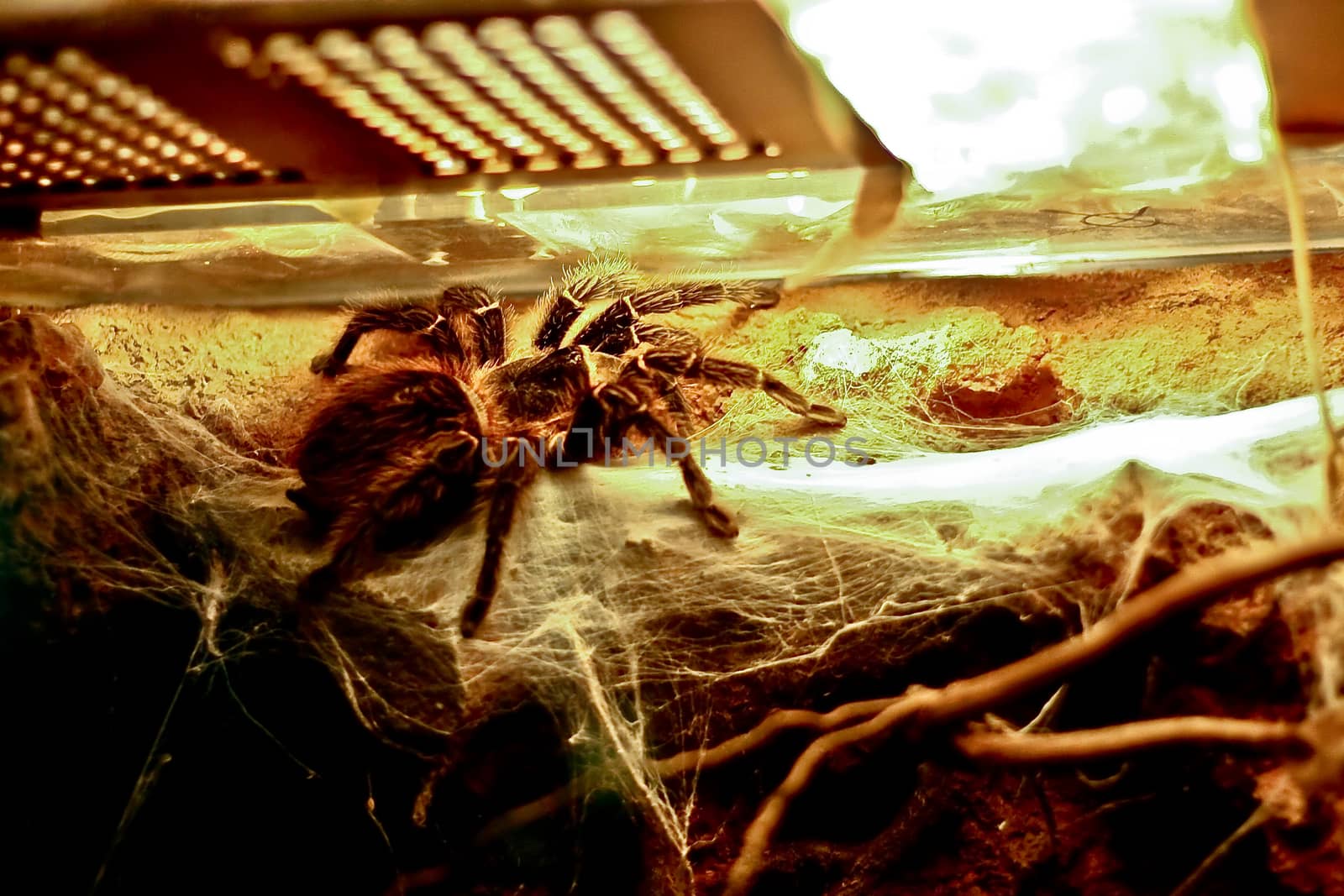 A spider with web and branch under lamp