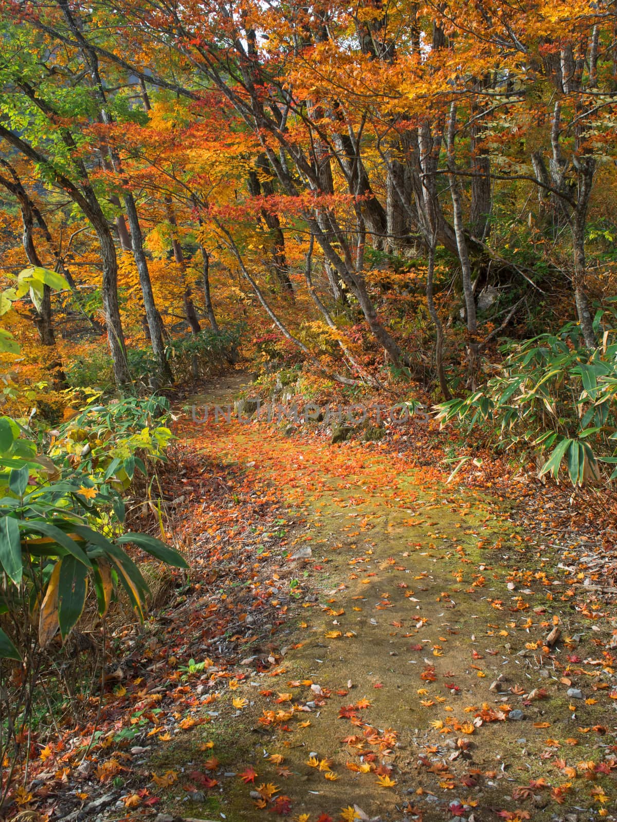 golden autumn fall garden path 