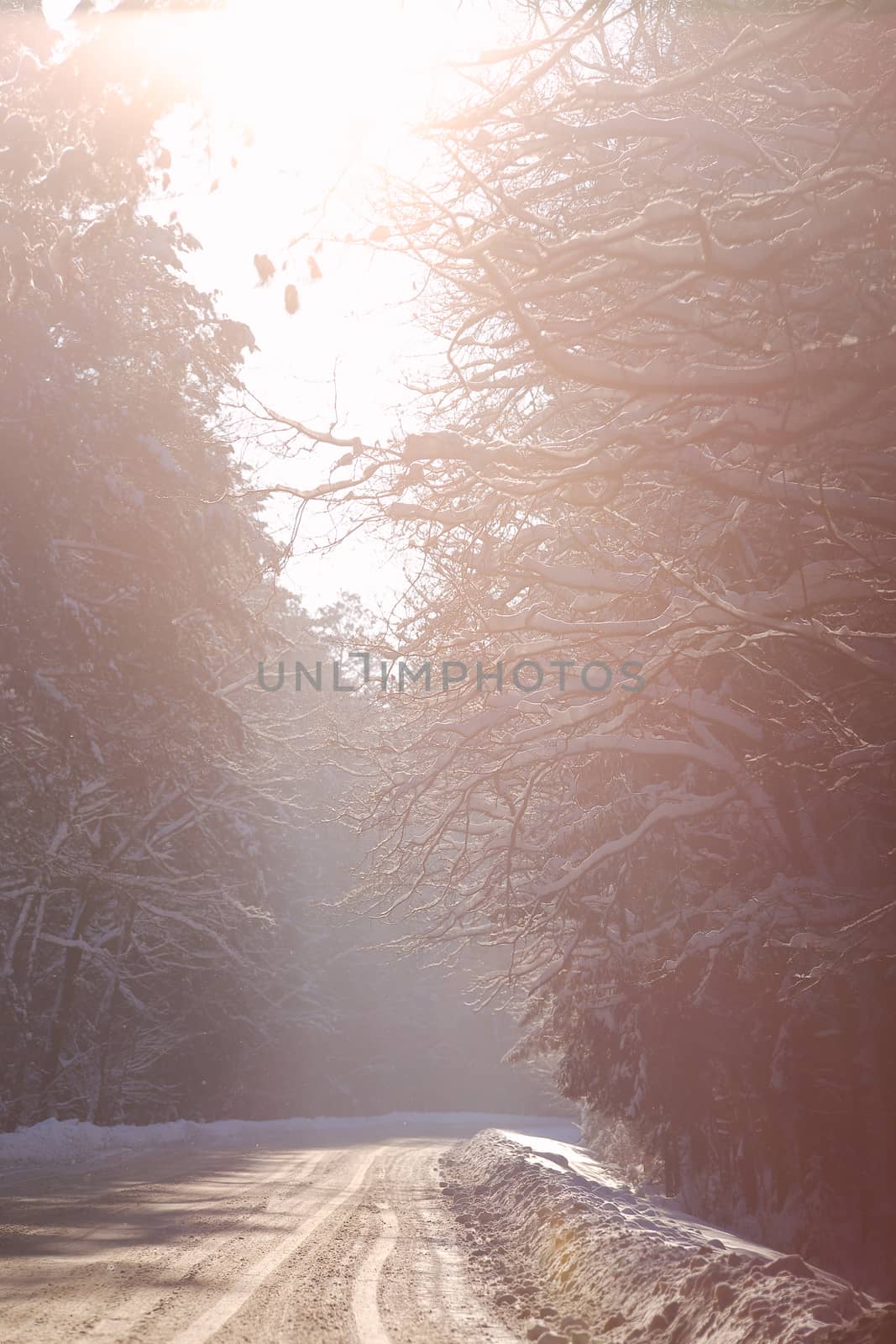 Snowy winter road in a wood. Winter forest in Belarus