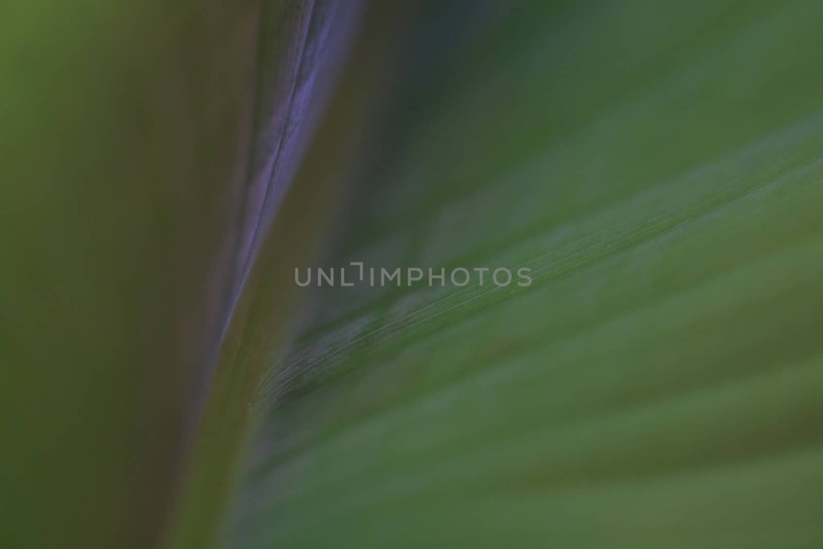 green leaf structure by mjenewein