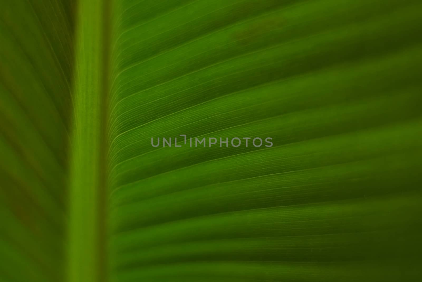 structure of a green leaf