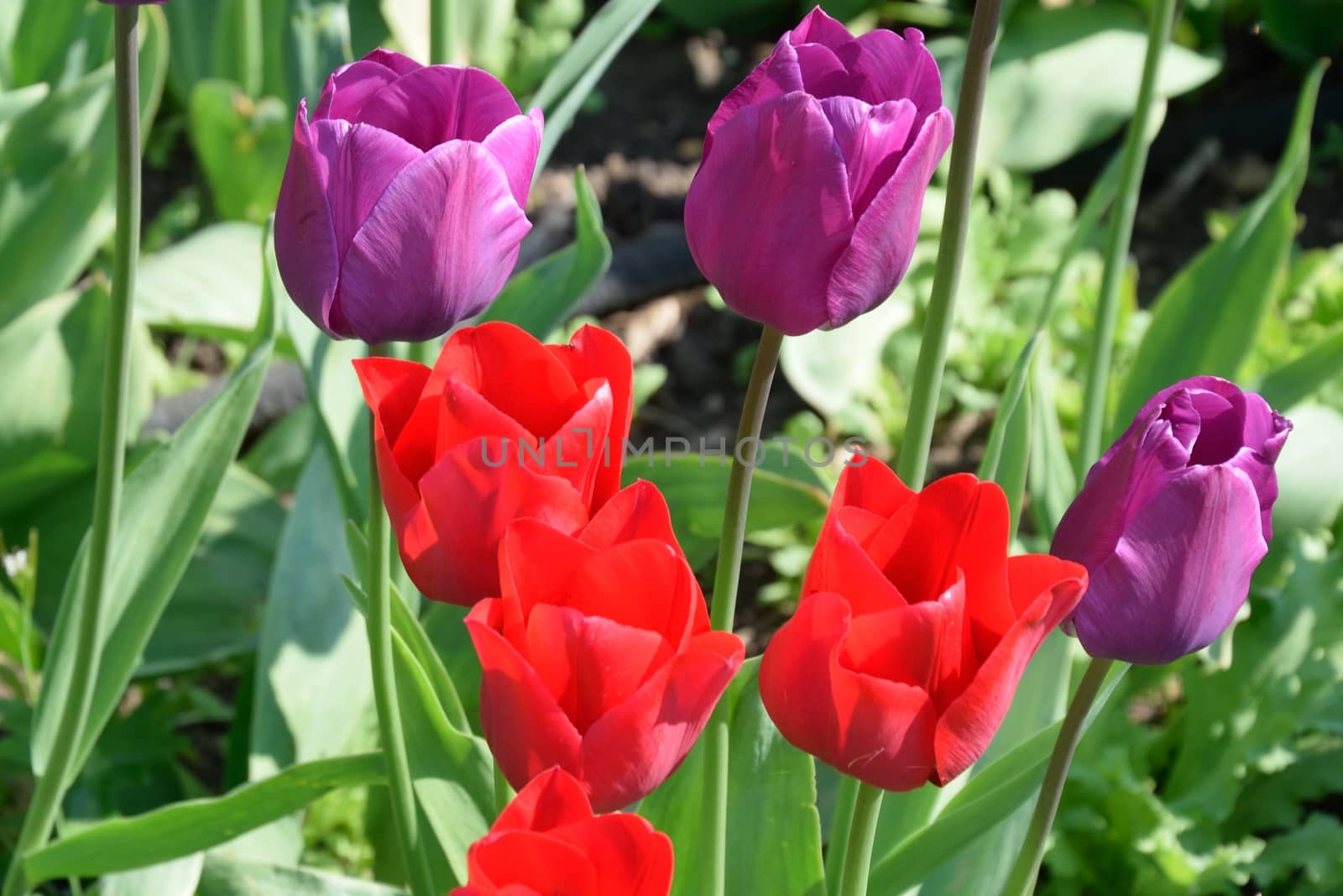 Bright red and Purple Tulips in spring