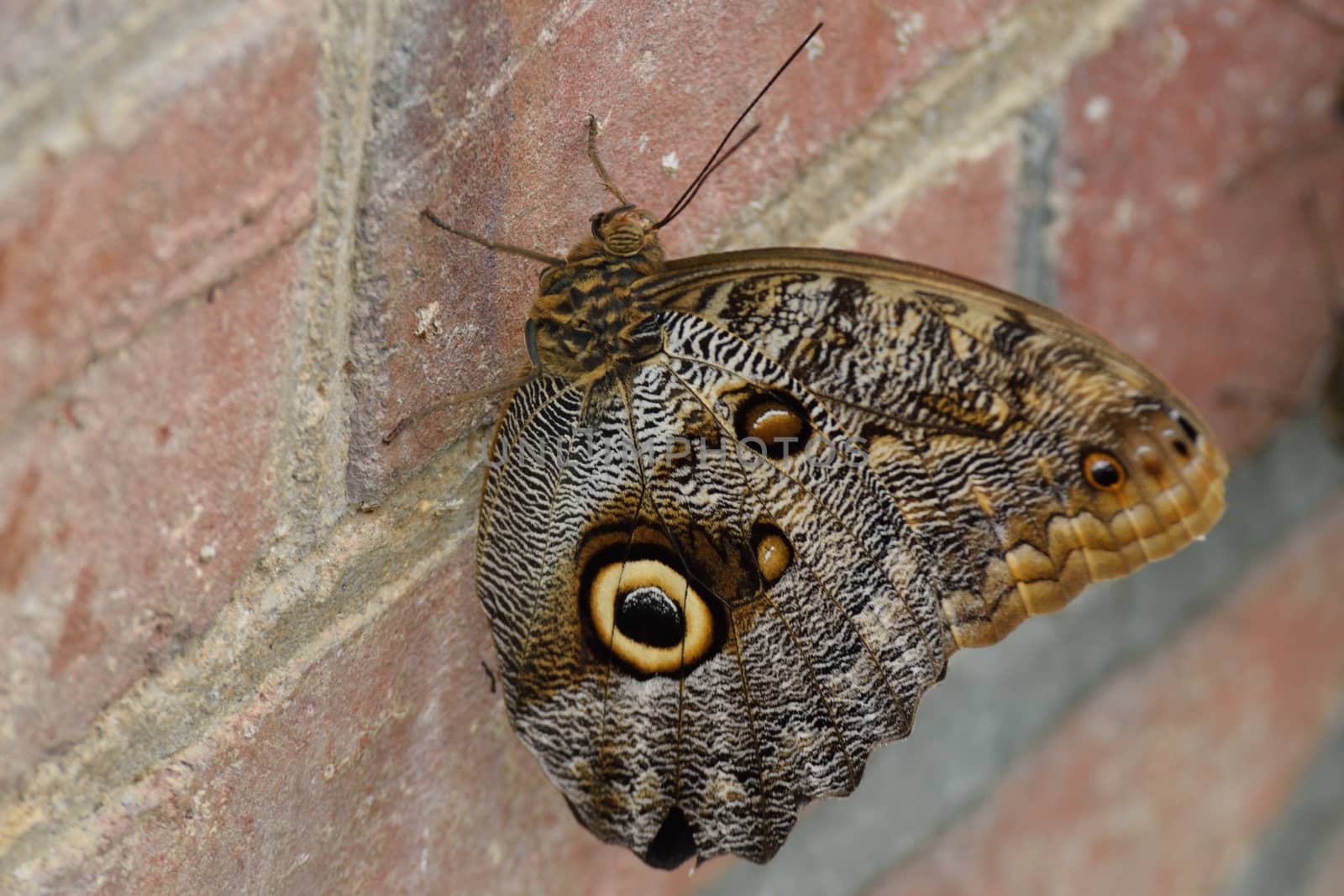 Brown Butterfly resting on Wall