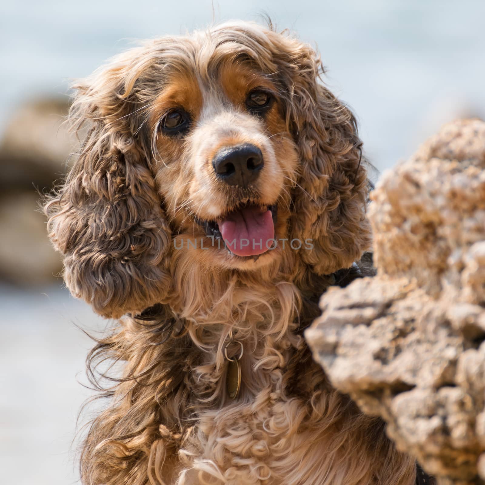 Brown little dog shows tongue behind a rock.