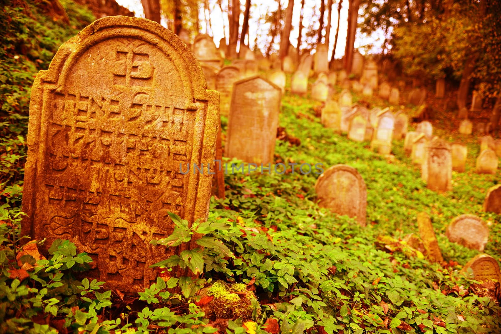 August 22, 2013, Divisov in Czech republic. Old jewish cemetry in Divisov . August 22, 2013, Divisov in Czech republic.