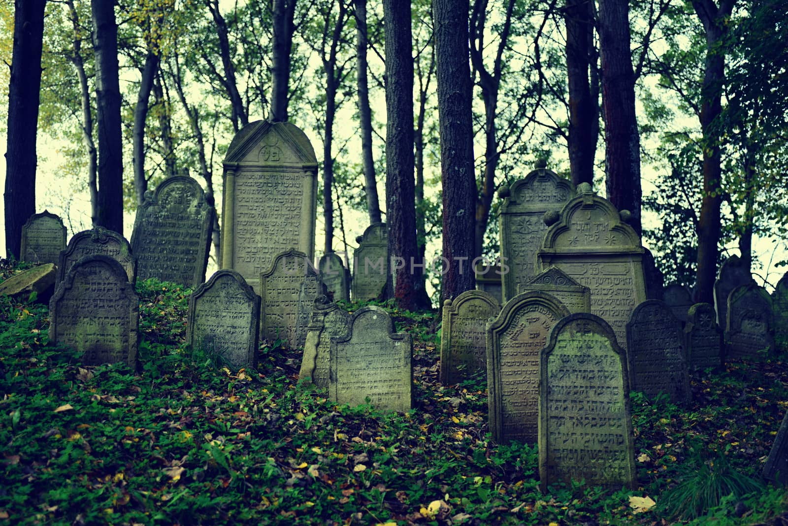 August 22, 2013, Divisov in Czech republic. Old jewish cemetry in Divisov . August 22, 2013, Divisov in Czech republic.