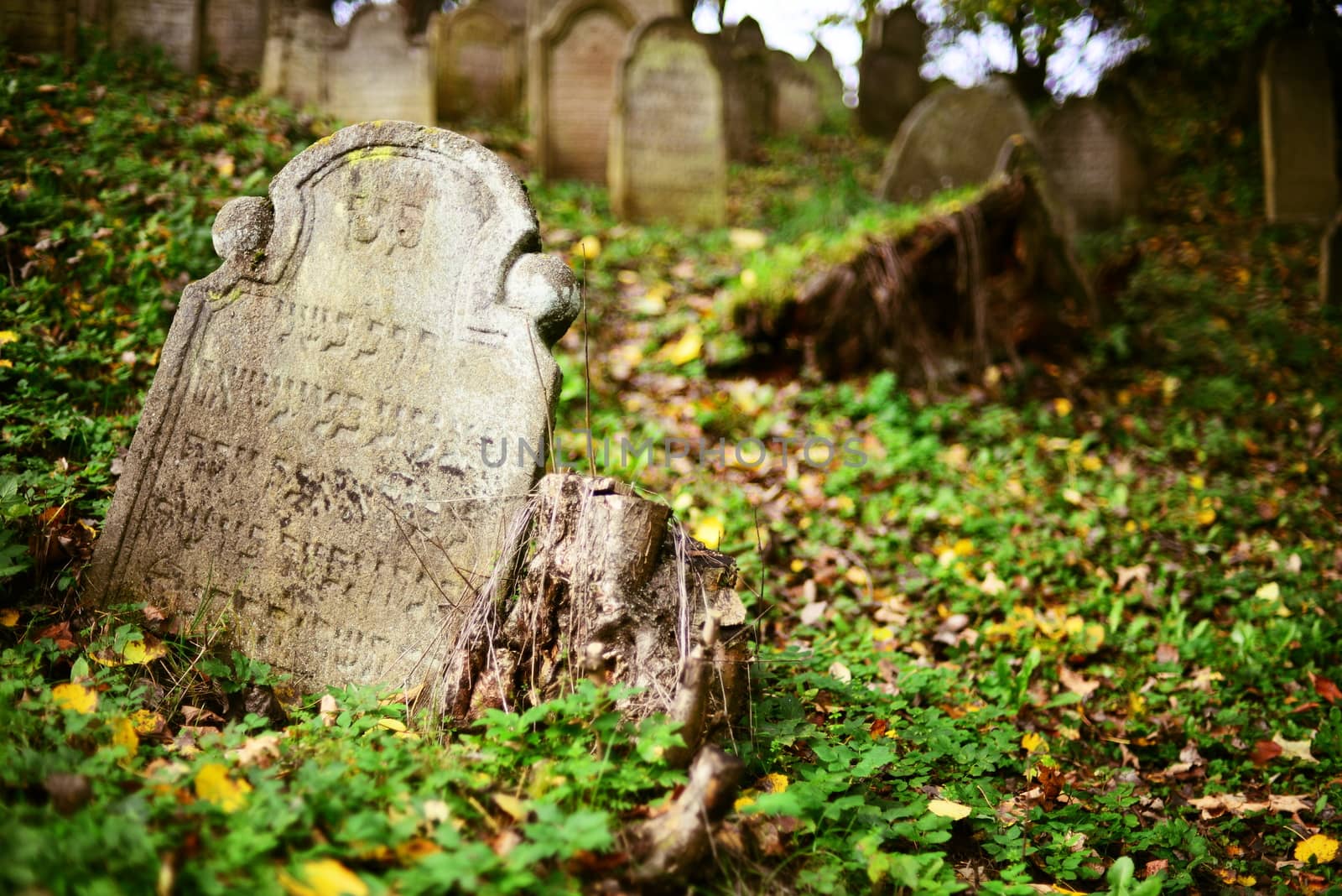 August 22, 2013, Divisov in Czech republic. Old jewish cemetry in Divisov . August 22, 2013, Divisov in Czech republic.