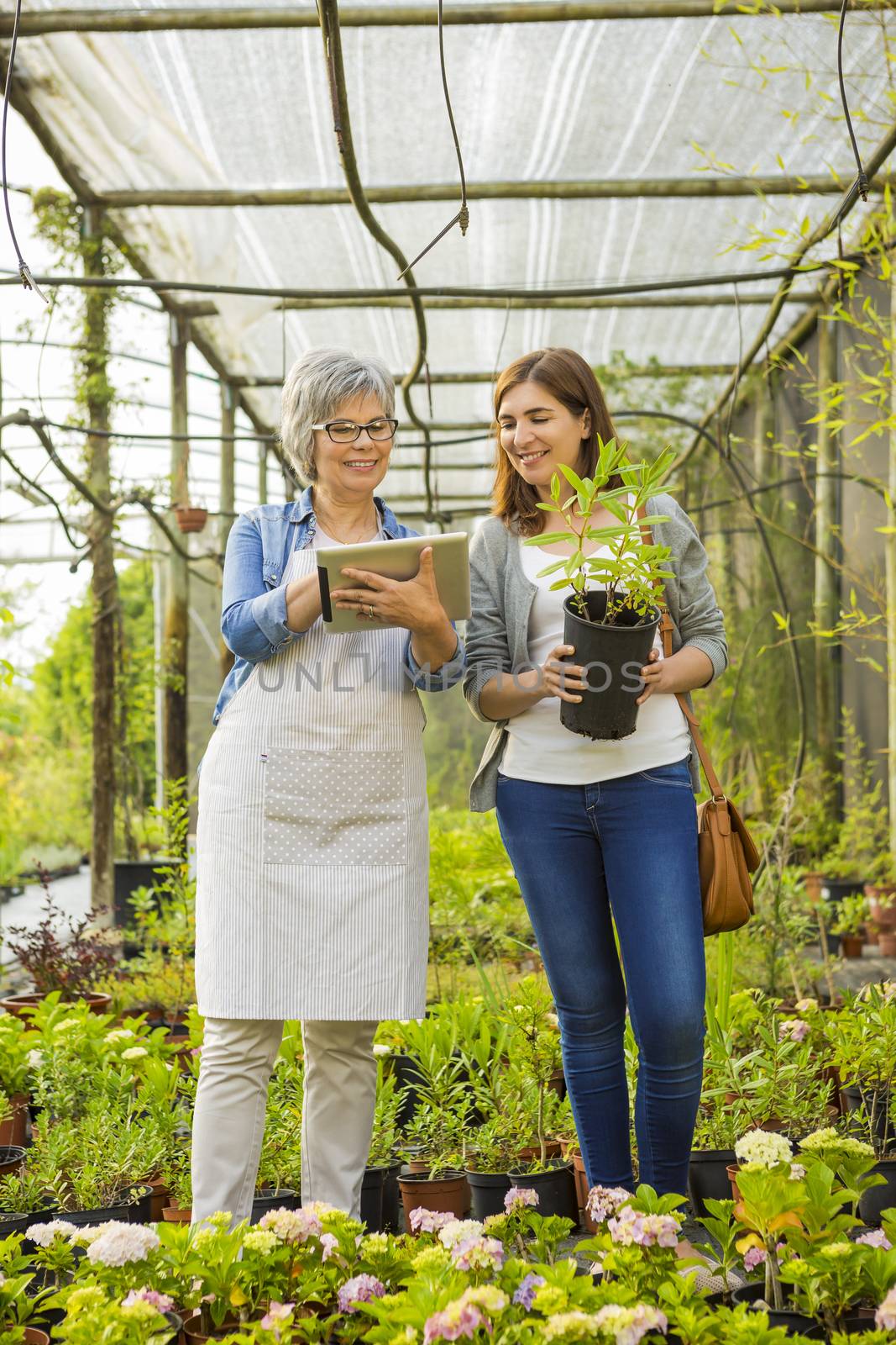 Worker and customer in a green house by Iko