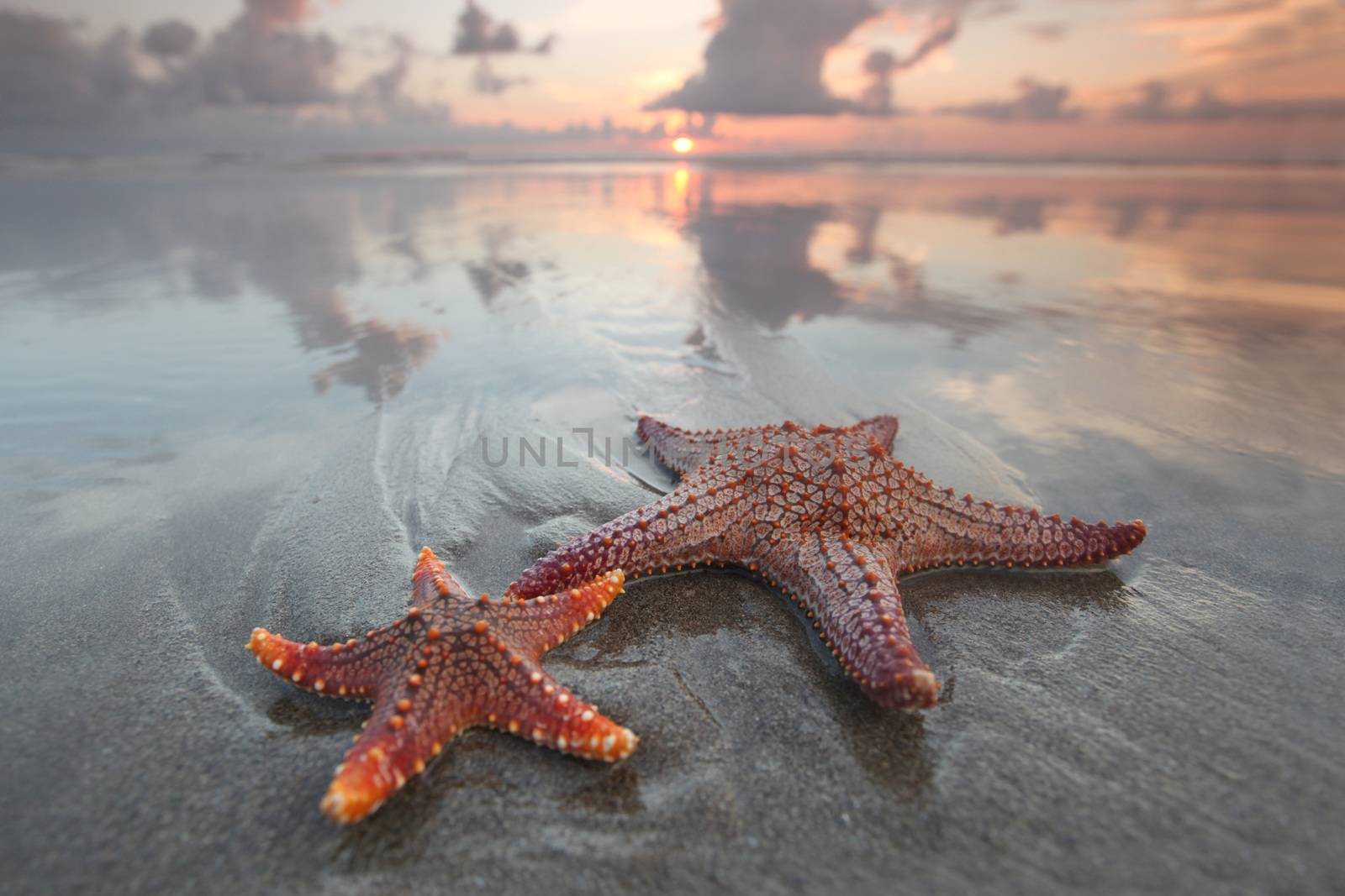 Two starfish on summer beach at sunrise