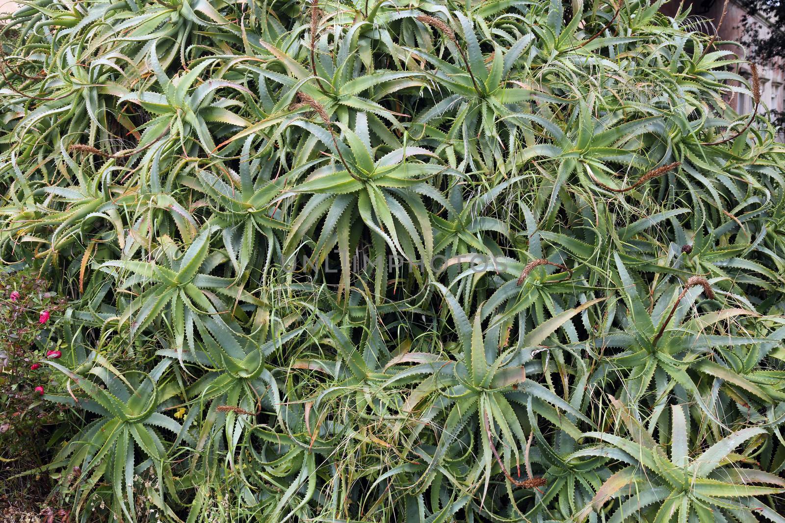 Aloe Vera - Plant cactus