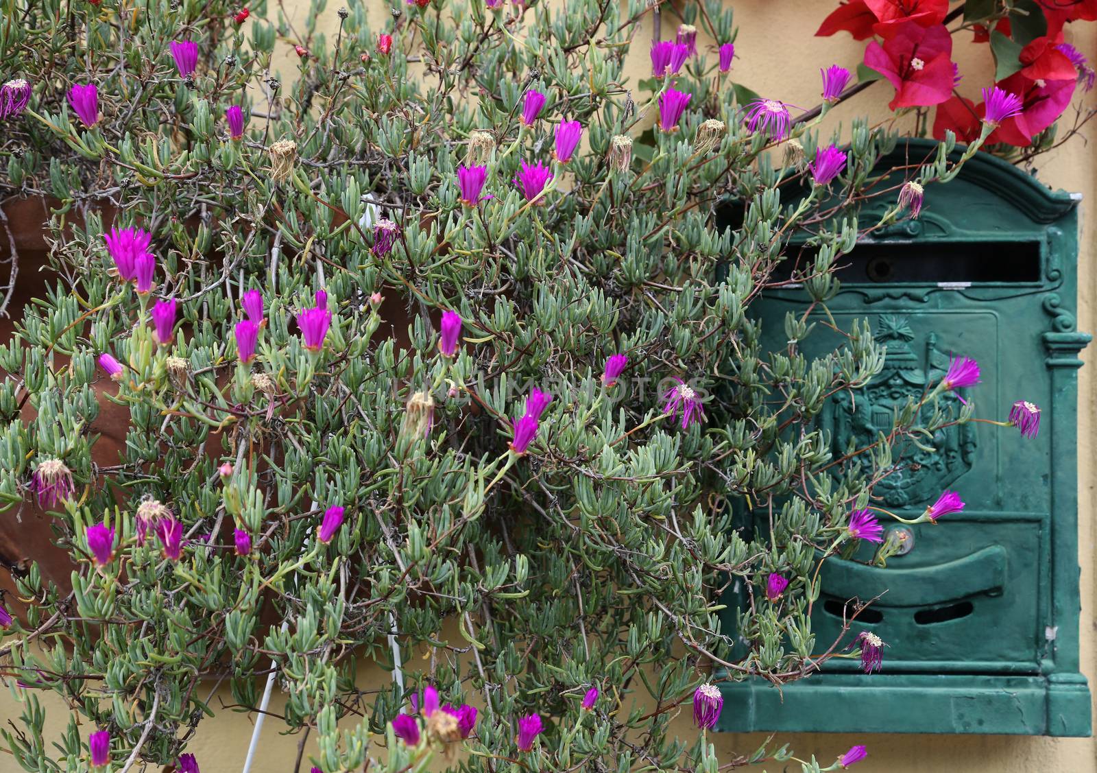 Beautiful old mailbox obscured by flowers