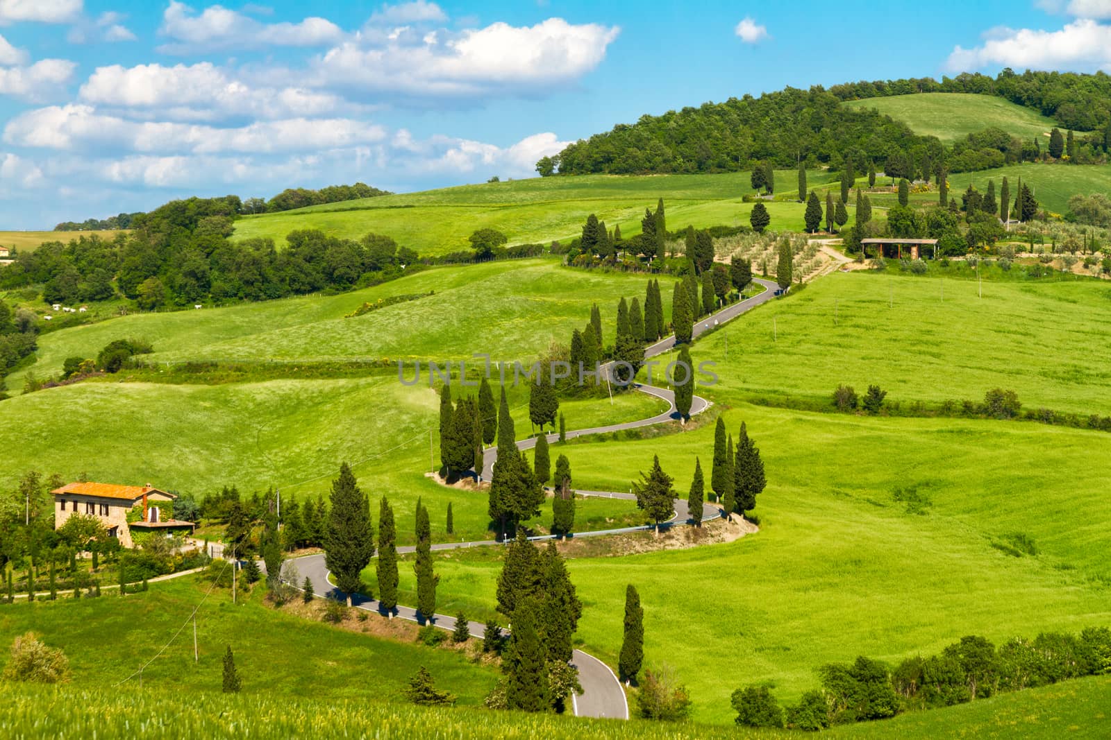 Tuscany road with cypress trees, Val d'Orcia, Italy by fisfra