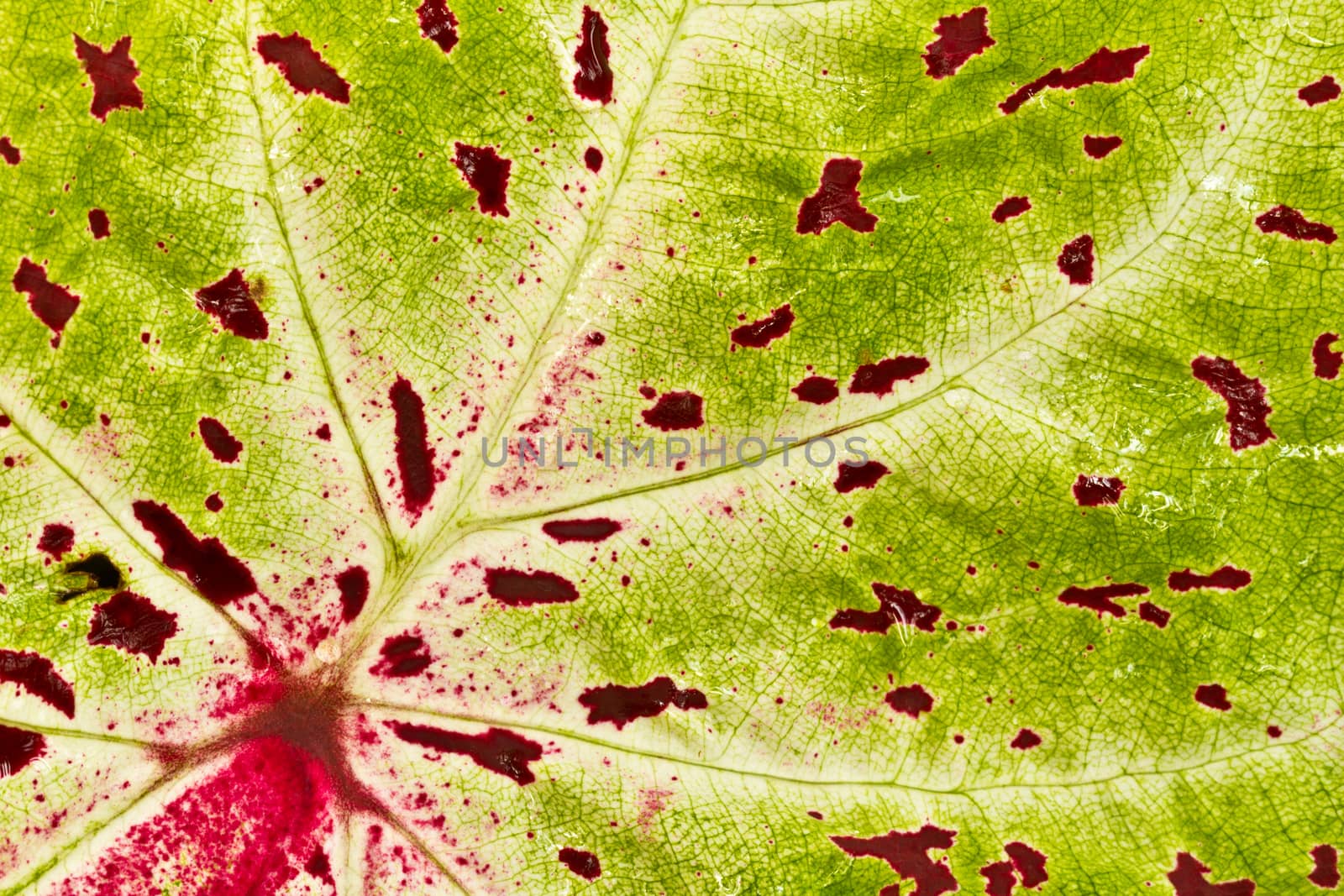 Green leaf with structure