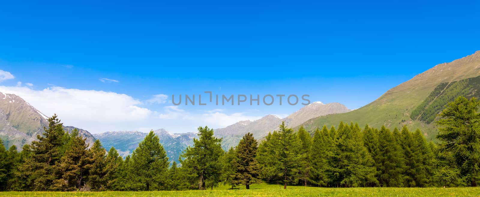 Wonderful view on Italian Alps with a forest background during a summer day. Piedmont region - North Italy.