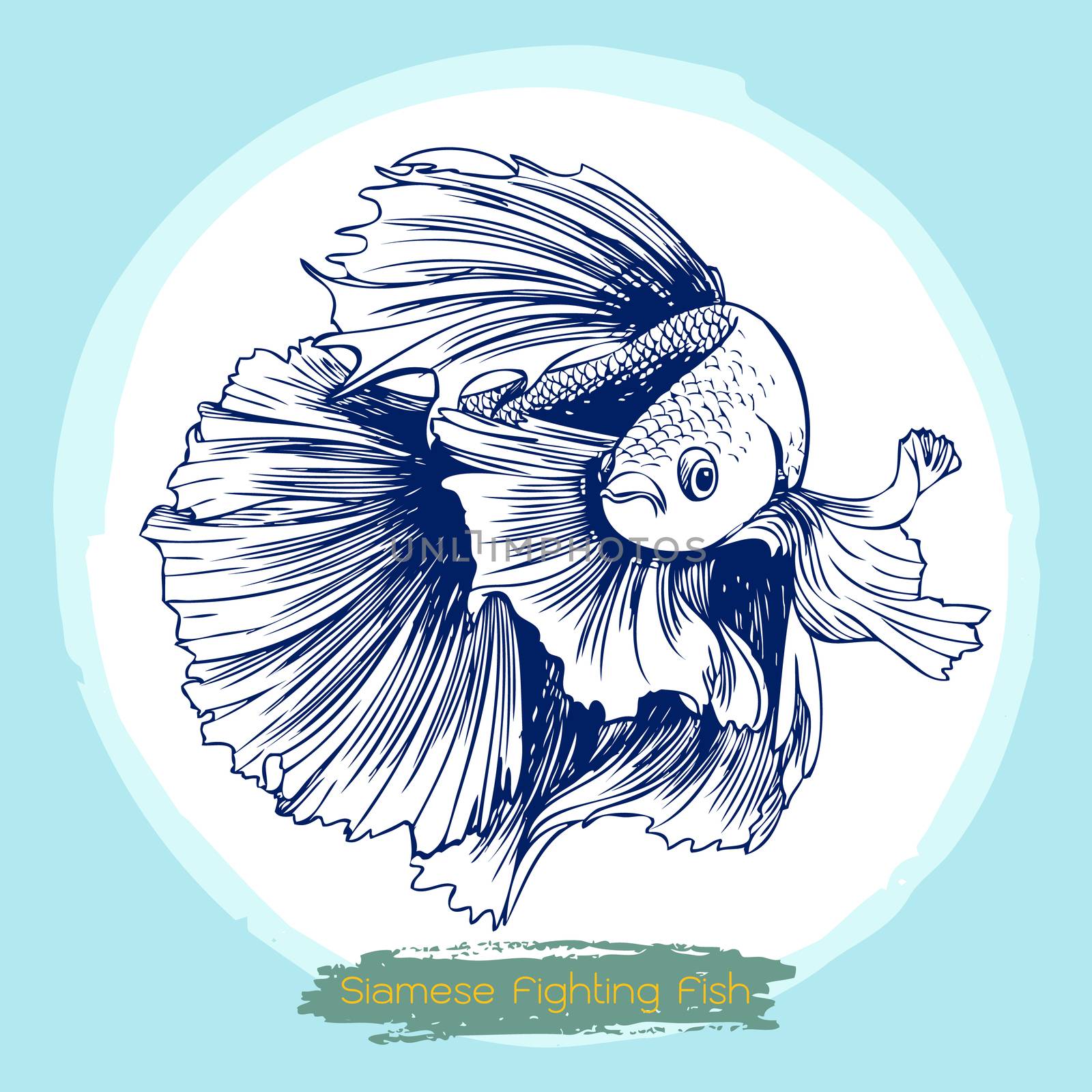illustration of Betta splendens, Siamese fighting fish by simpleBE