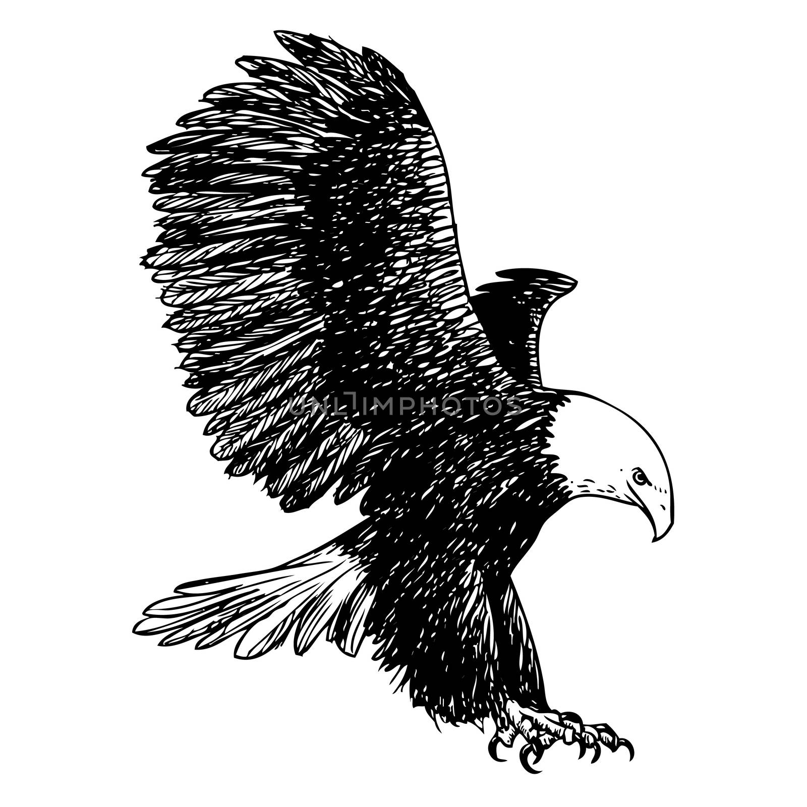 freehand sketch illustration of eagle, hawk bird doodle hand drawn