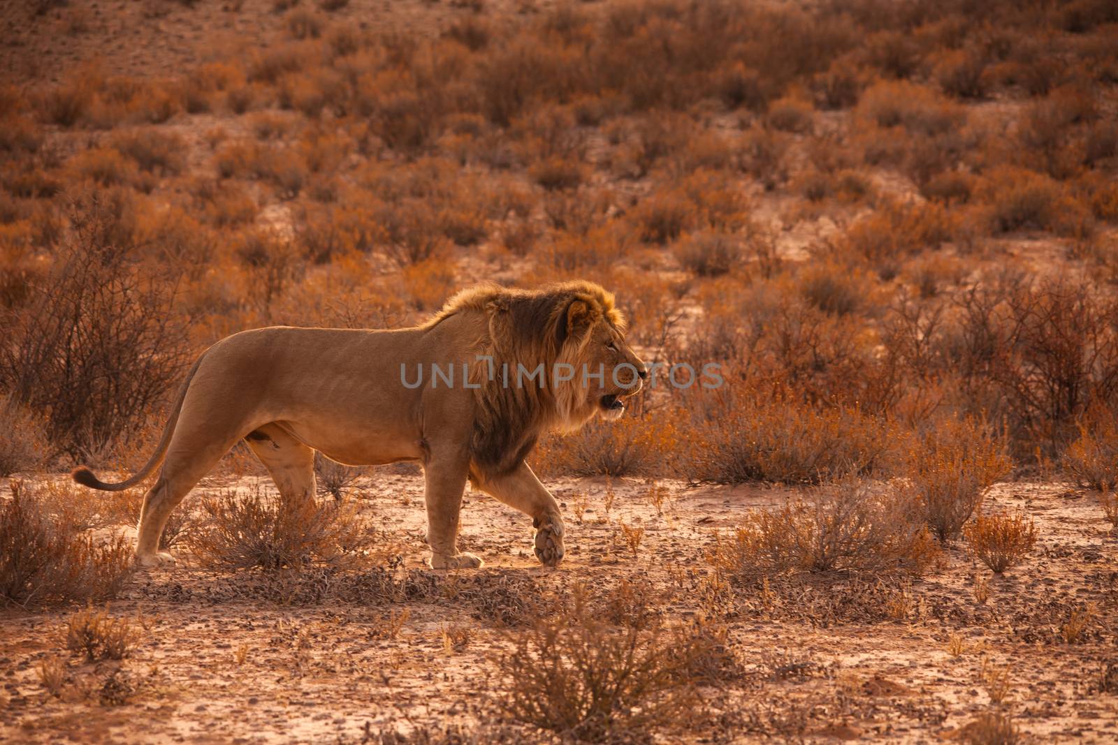 Kalahari Lion 5183 by kobus_peche