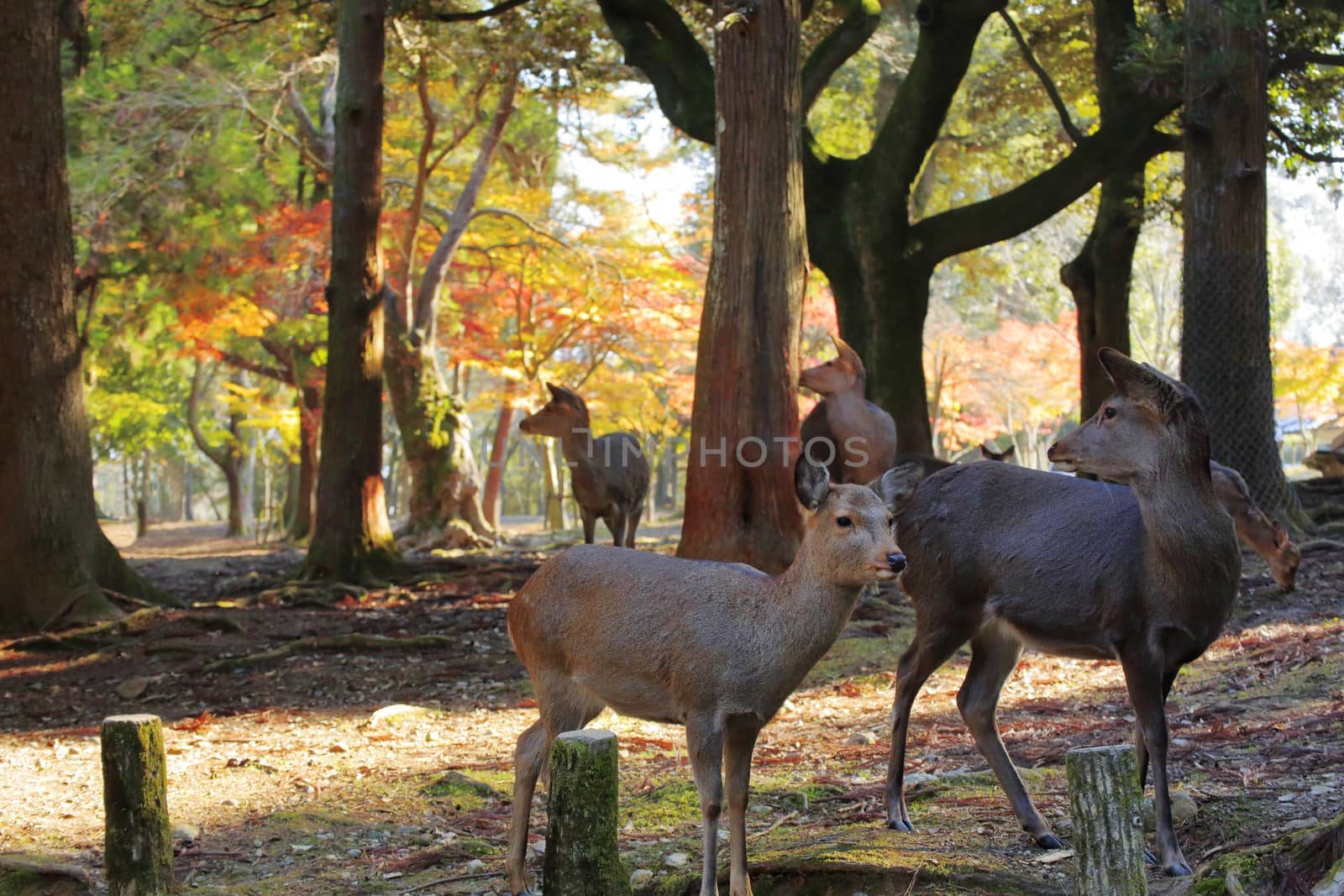 Nara deer roam free in Nara Park, Japan