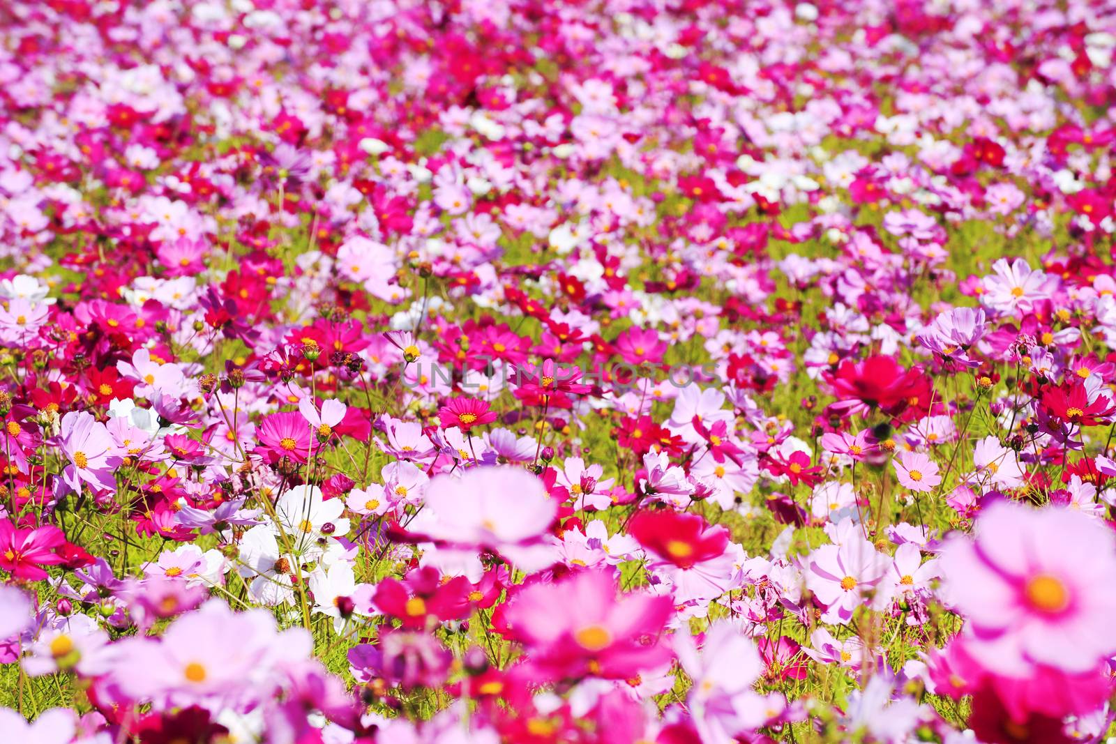 cosmos flower in Japan