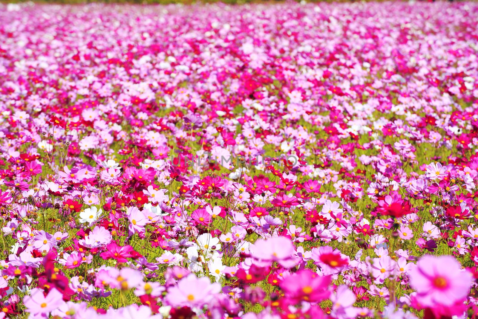 cosmos flower in Japan